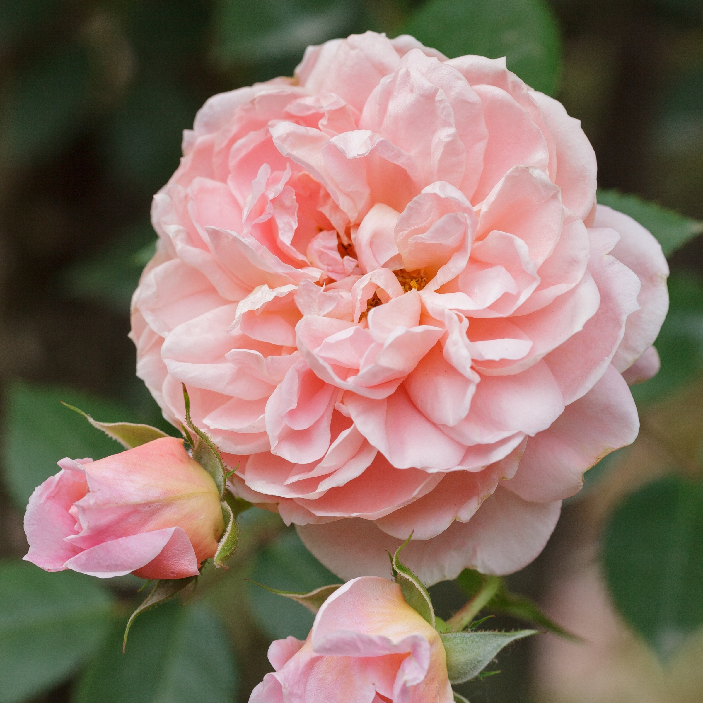National Plant Network LW1591 roses - View #3