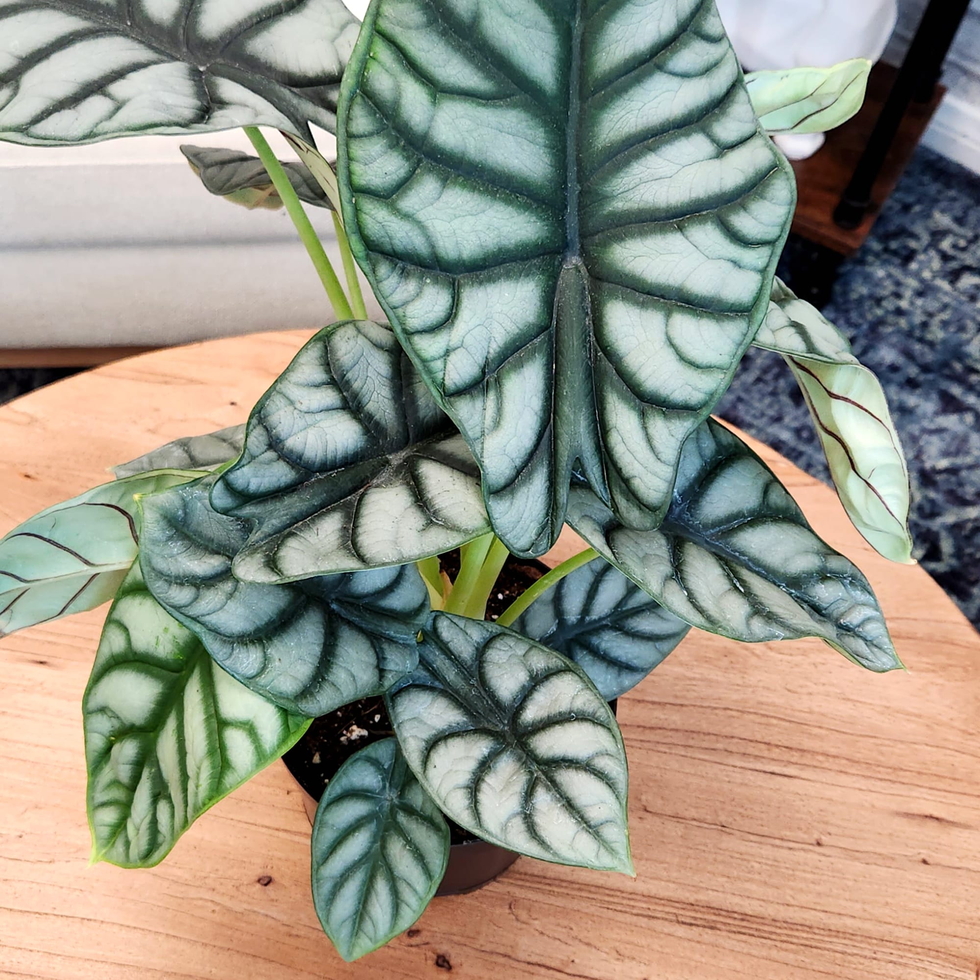Silver Dragon Alocasia in Black Plastic Planter