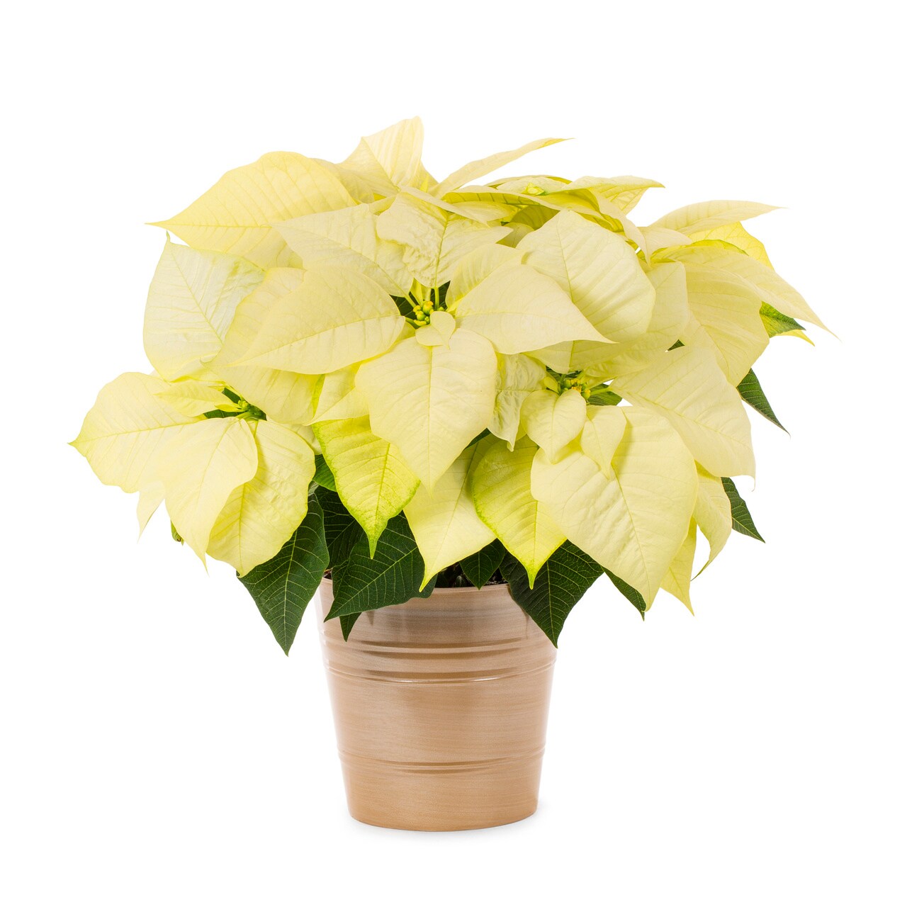 Lowe's 5340067 Fresh-Cut-Christmas-Decorations - View #5