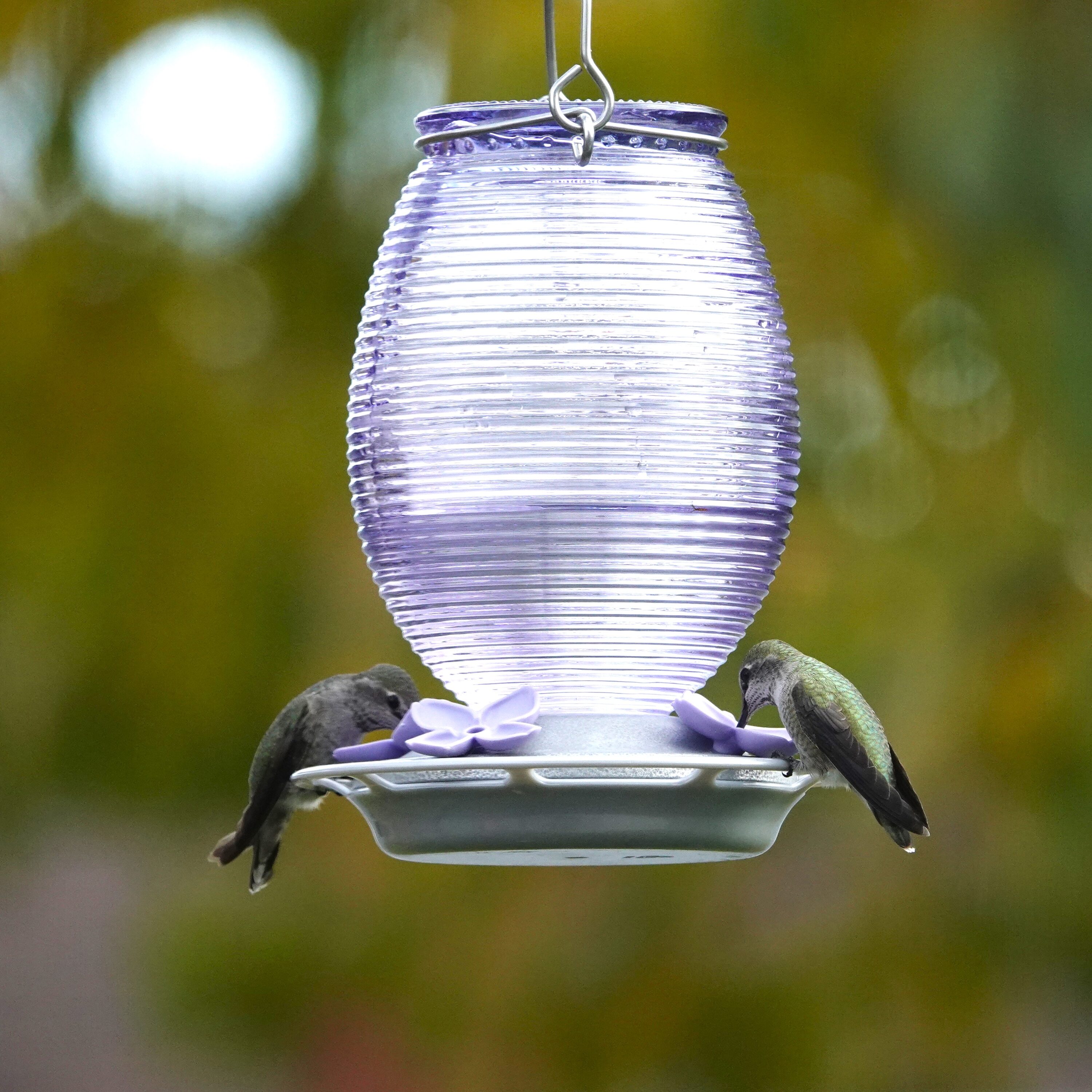 Nature's Way ANTGHF5-IP Bird-Feeders - View #5