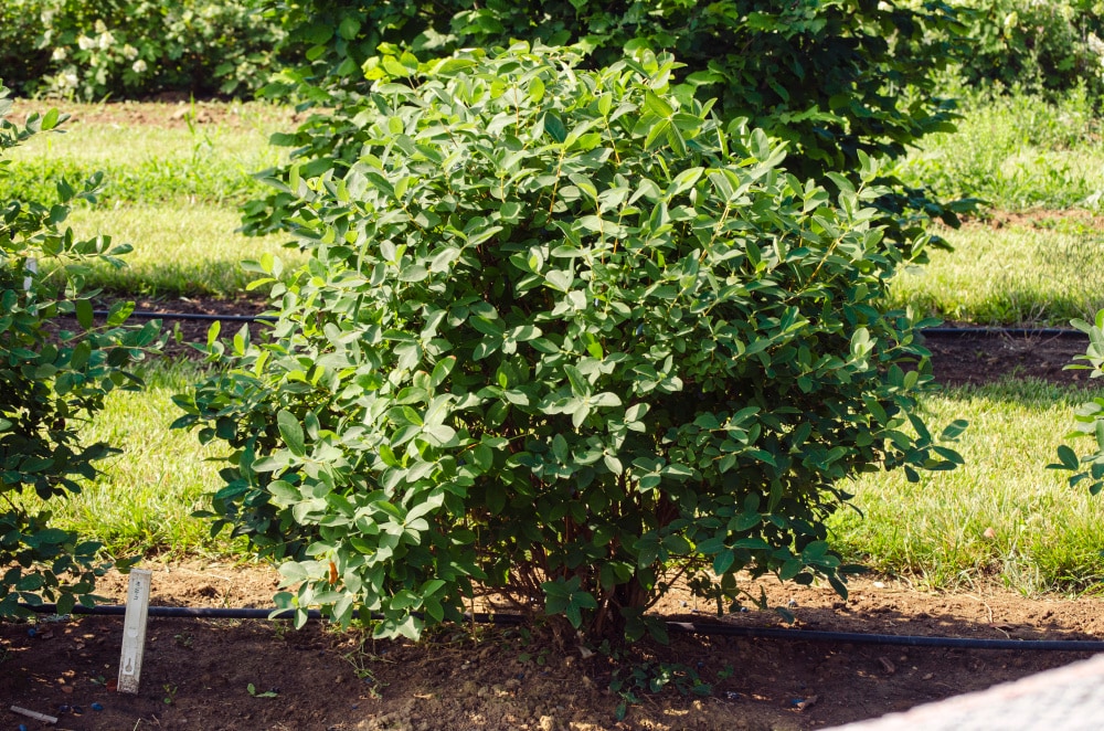 Gurney's Seed And Nursery Honeyberry Plant Pot Blooms In Spring At ...