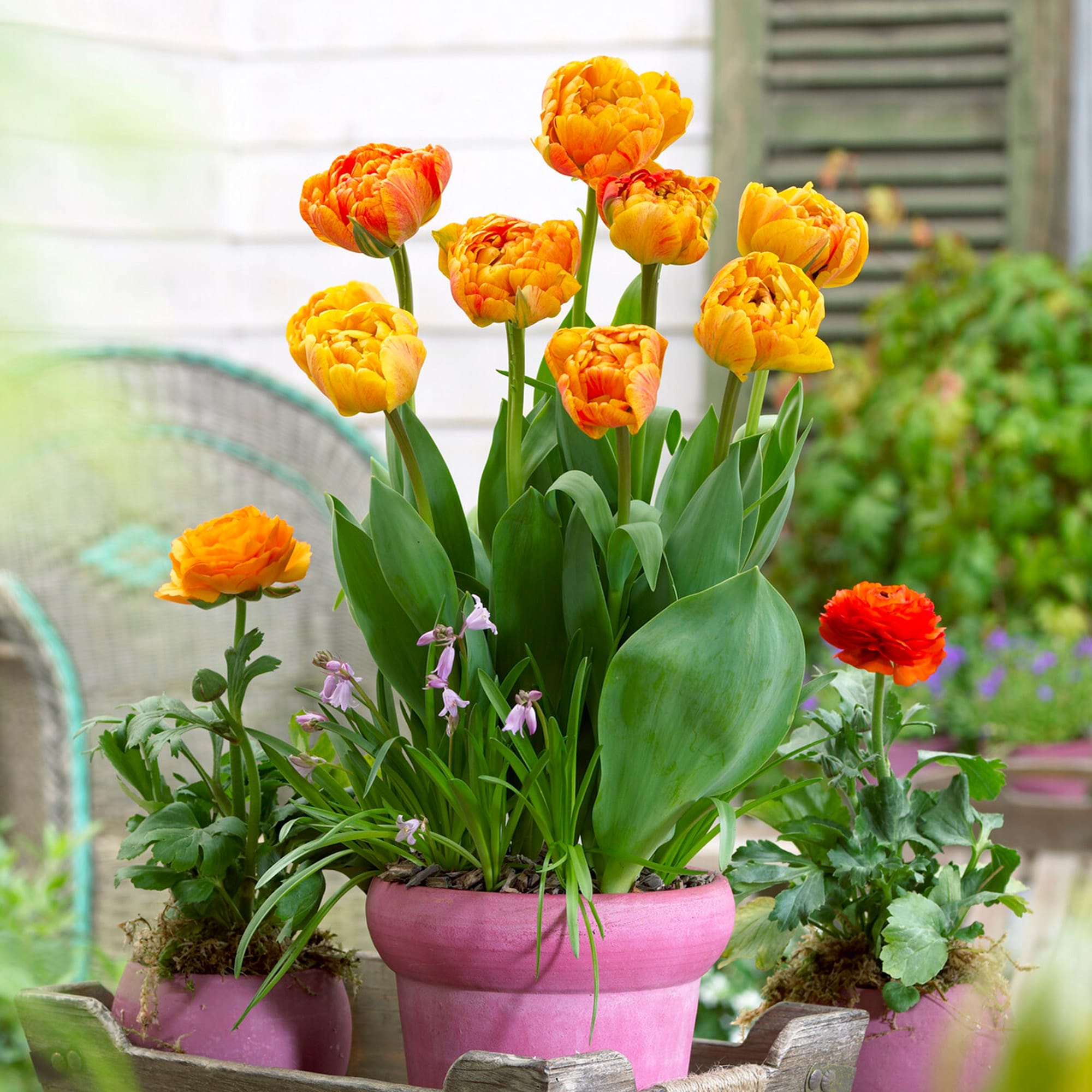Garden State Bulb ECF-70-250-10 Plant-Bulbs - View #6