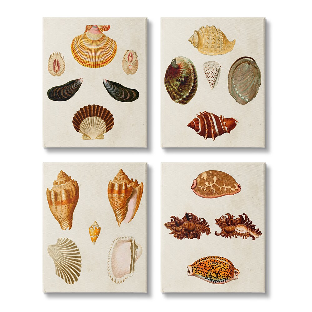 20 Painted Sea Shell Designs