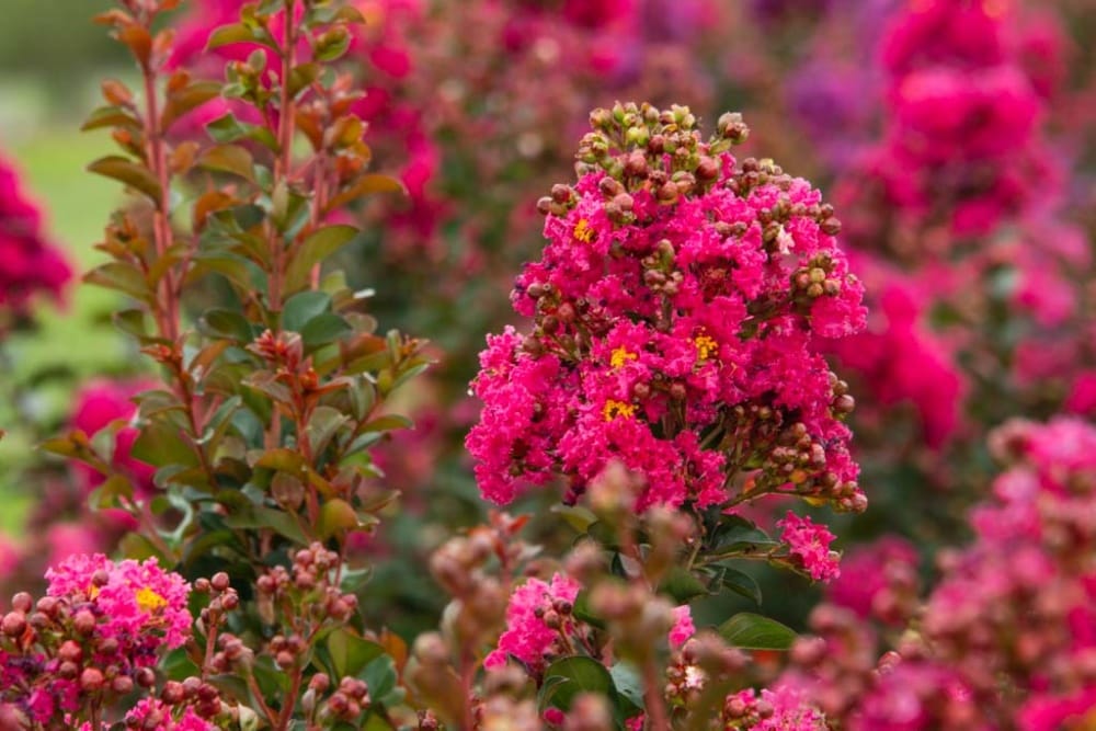 Spring Hill Nurseries 75464 shrubs - View #4