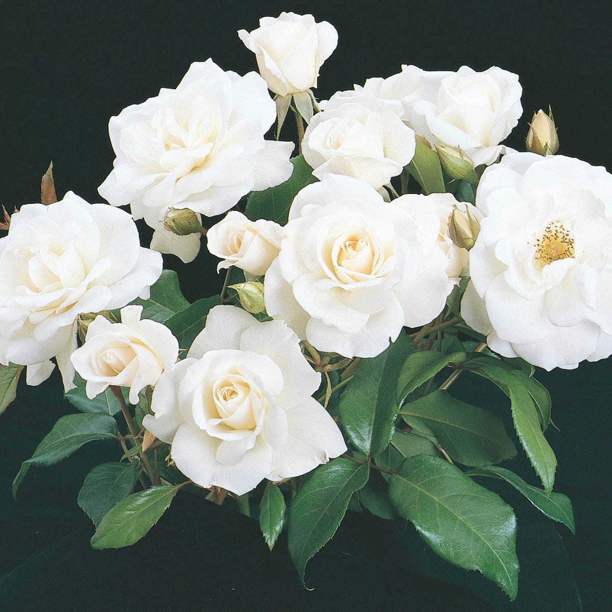 Spring Hill Nurseries 86349 roses - View #3