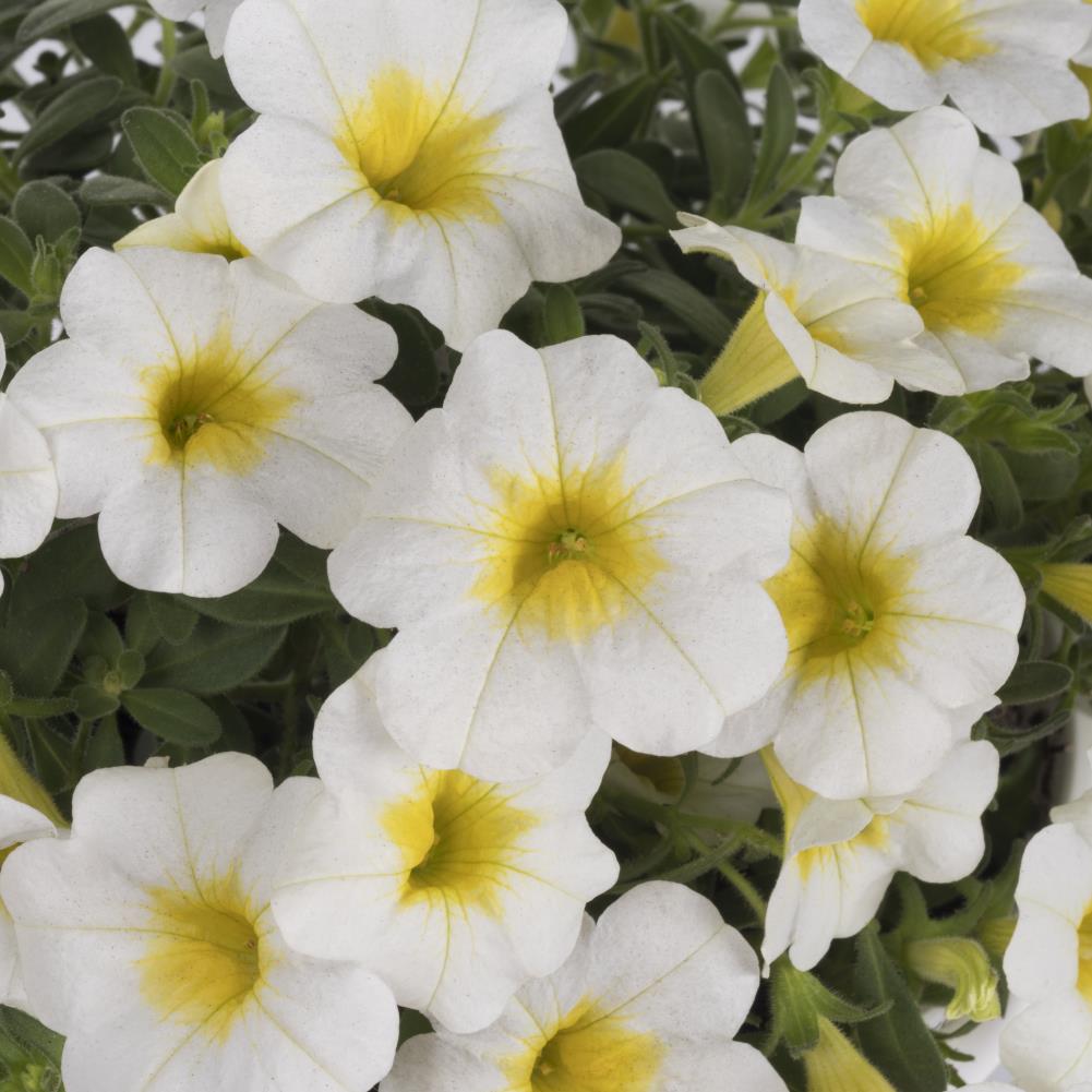 Lowe's NURSERY annuals - View #12
