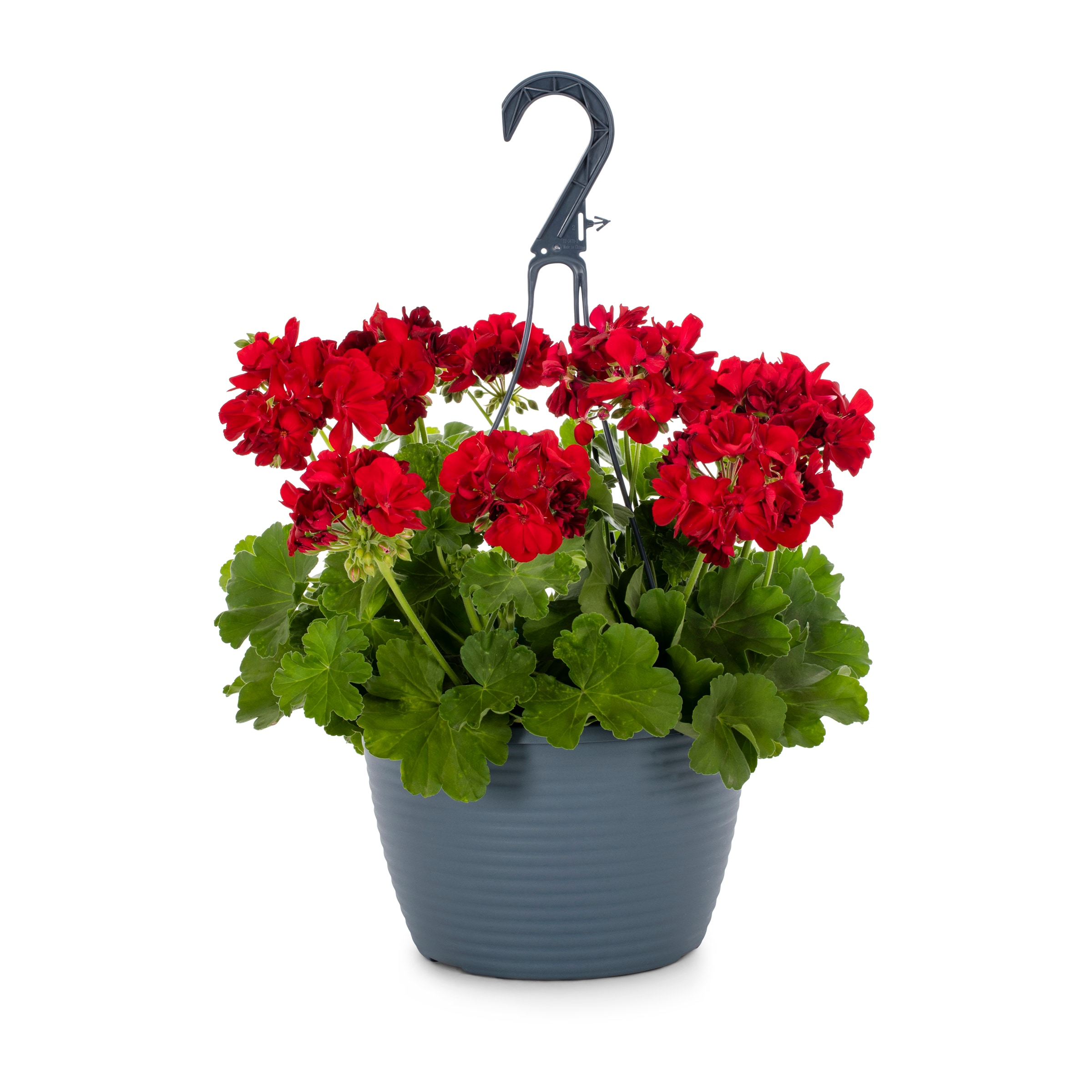 Image of Geraniums hanging basket