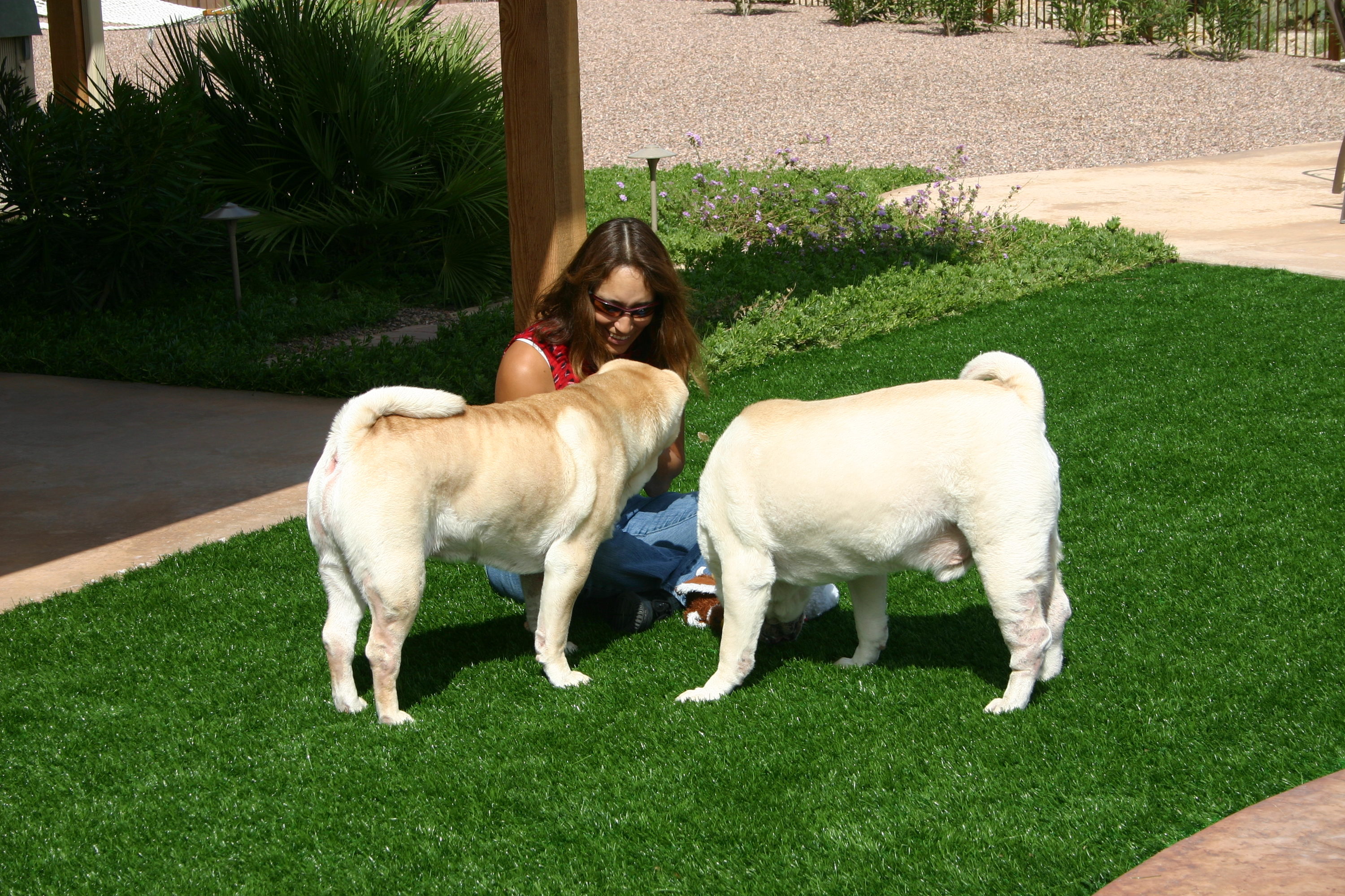EnvyPet PM55 Precut-Artificial-Grass - View #4