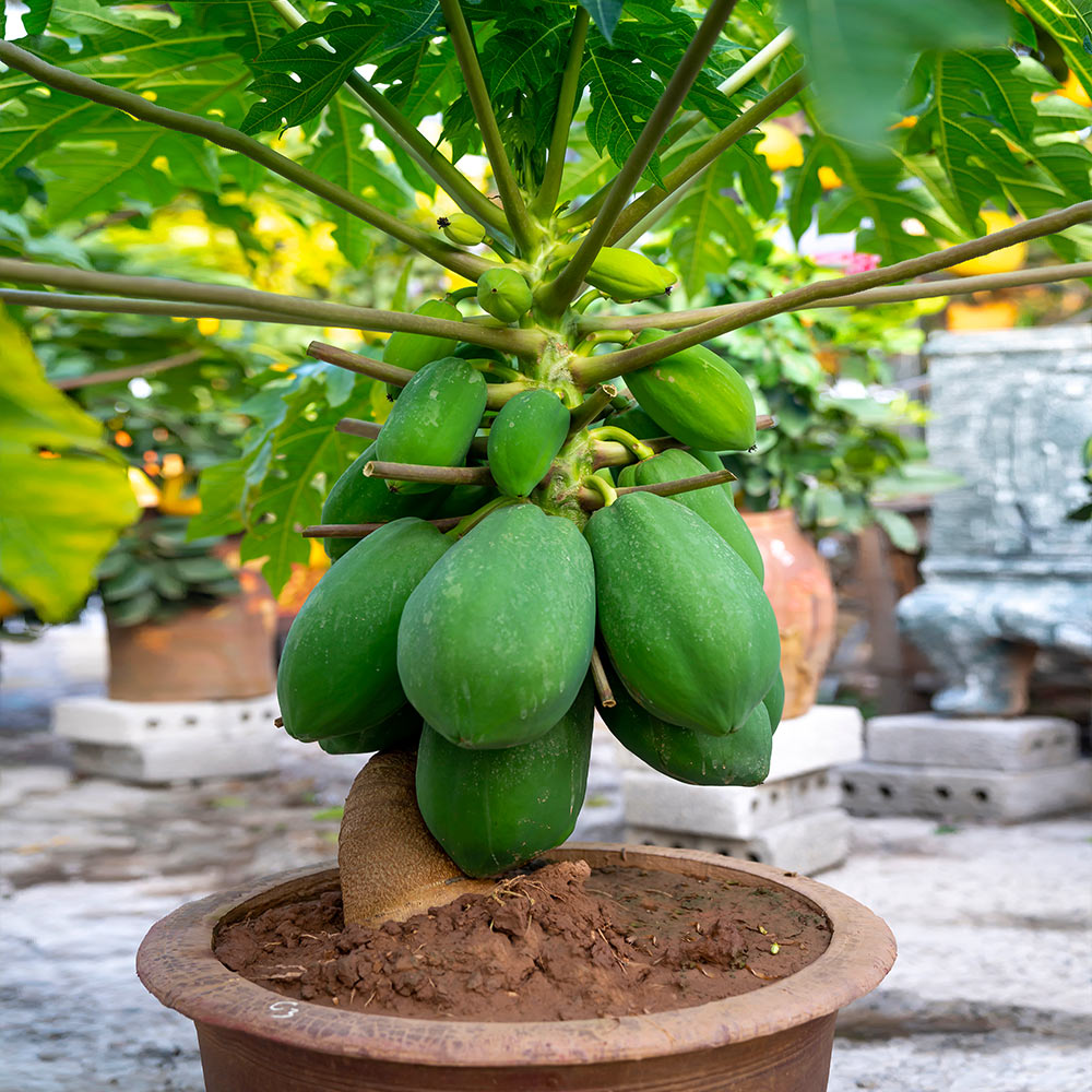 Brighter Blooms 10920 Fruit-Plants - View #2