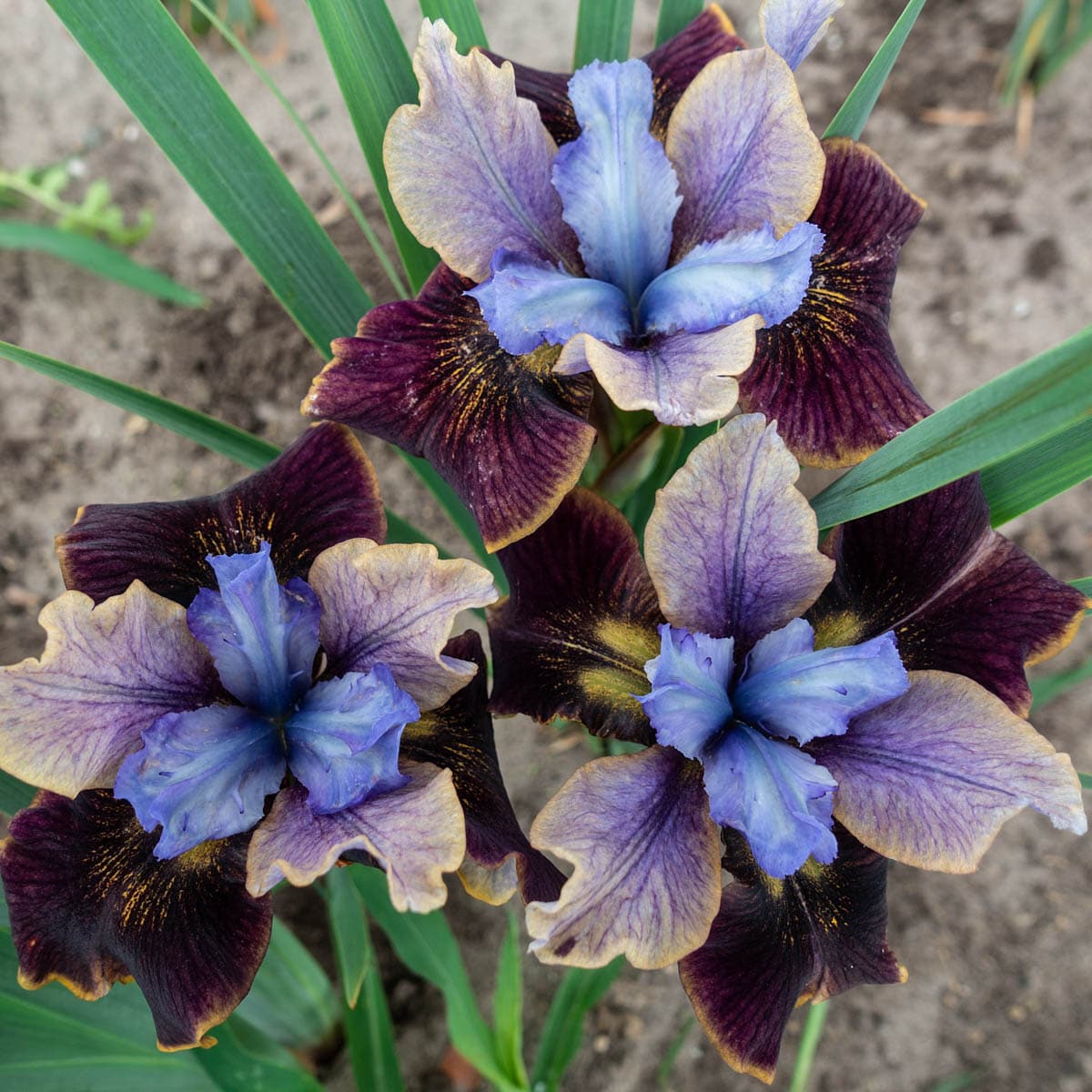 Spring Hill Nurseries 60277 perennials - View #2