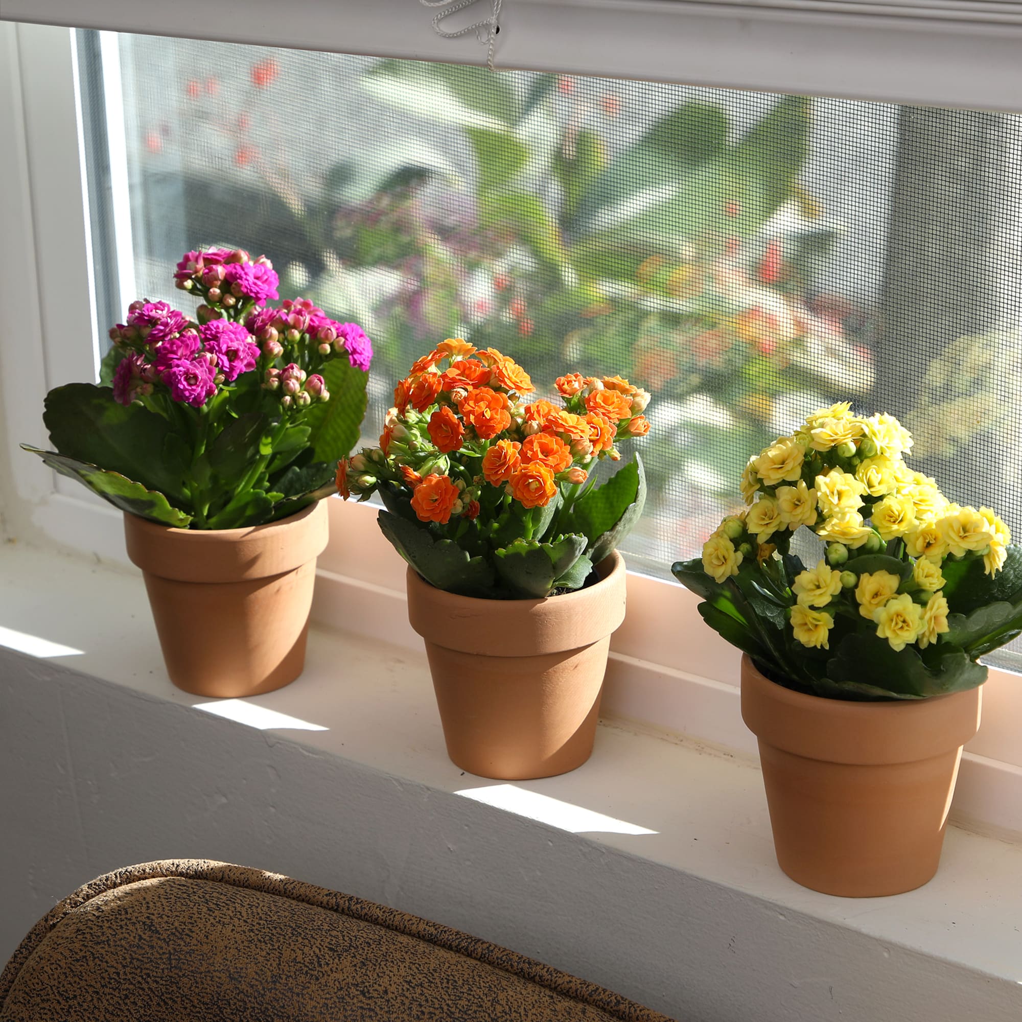 Altman Plants 0872860 Cacti-Succulents - View #9