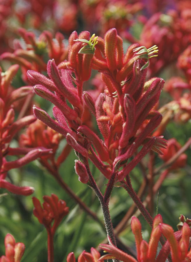 Lowe's NURSERY Mixed Kangaroo Paw Plant in
