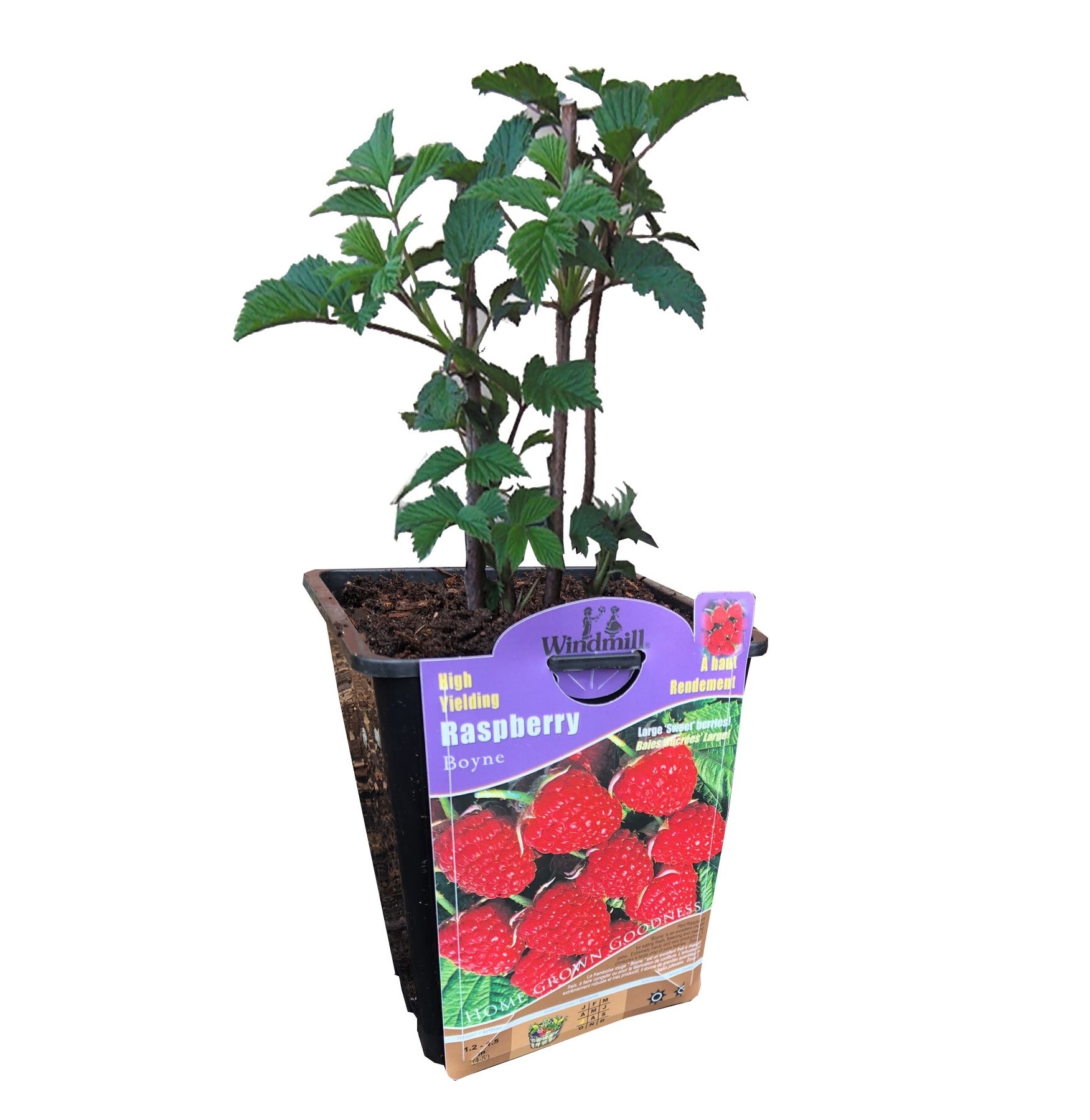 Windmill Rubus Raspberry Plant Pot - Hardy and Easy to Grow, Ideal for ...