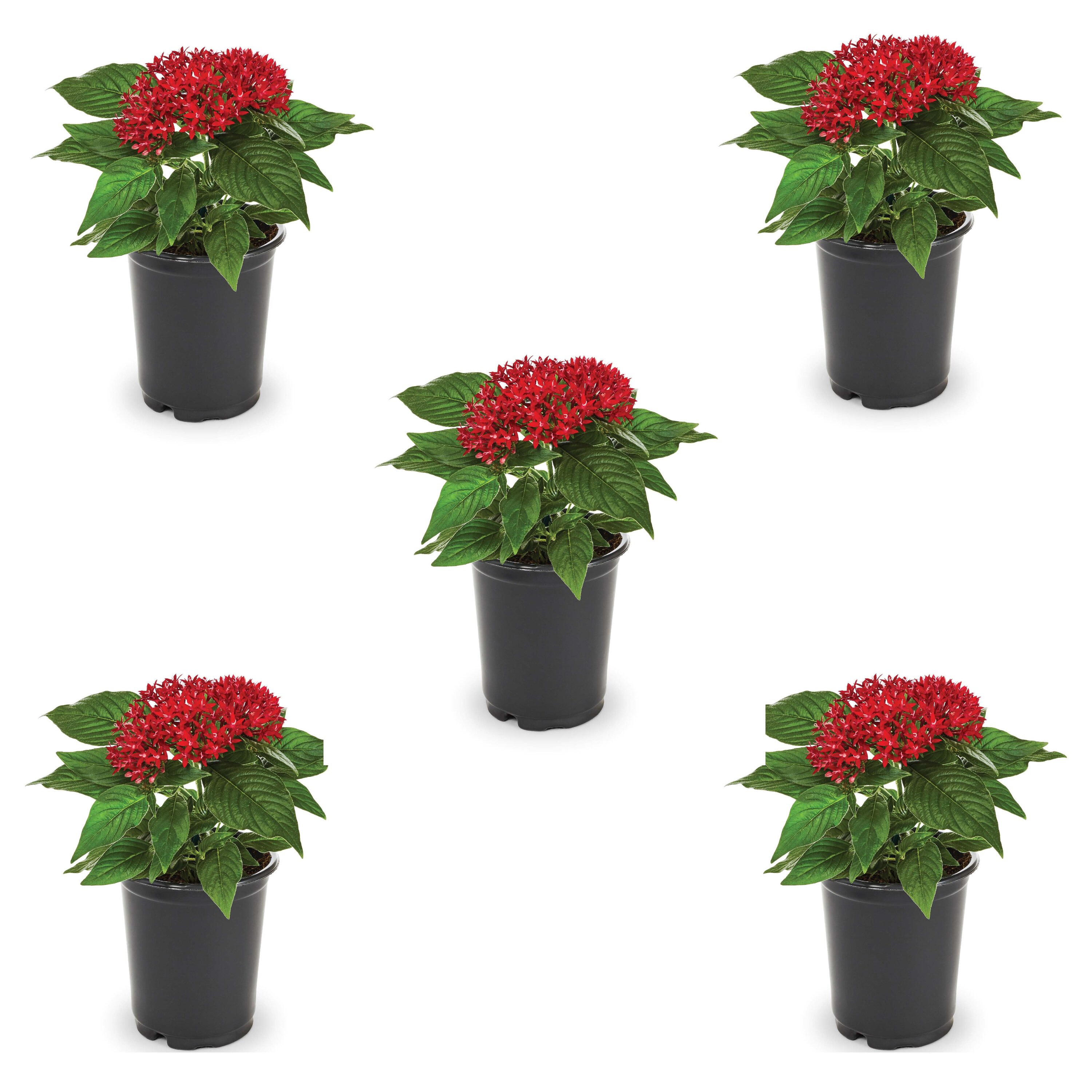 Metrolina Greenhouses 78914 Red Pentas in 1.5 Pint Pot 5 -Pack