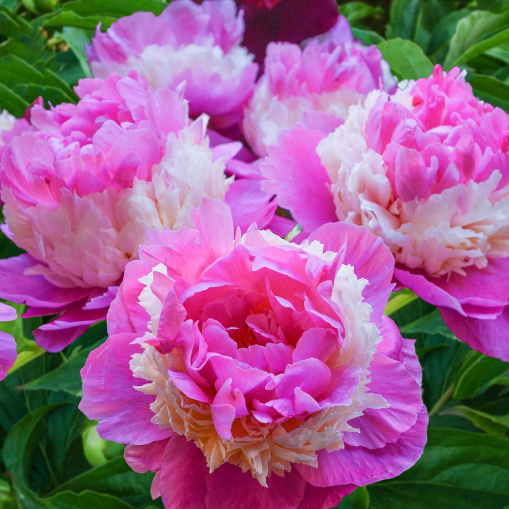 Breck's Pink Sorbet Peony Plant in 1-Pack Bareroot in the Perennials ...