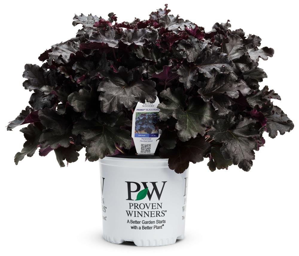 Proven Winners NURSERY Heucherella Flowering Shrub in 1 -Gallon Pot with Multicolor Blooms