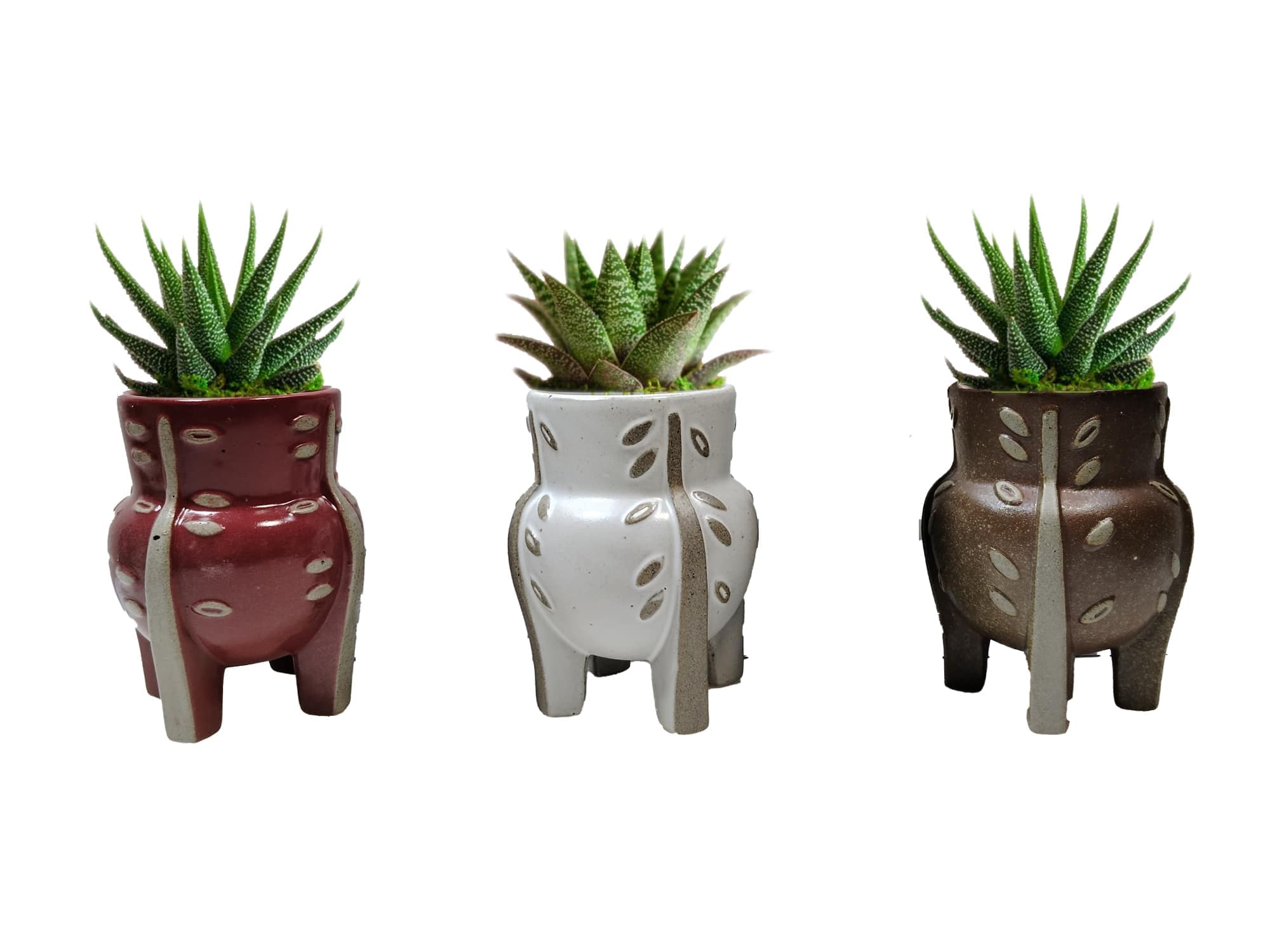 LiveTrends ASB07741 Holt House plant in 2.3 Ounce(s) Pot 1 -Pack