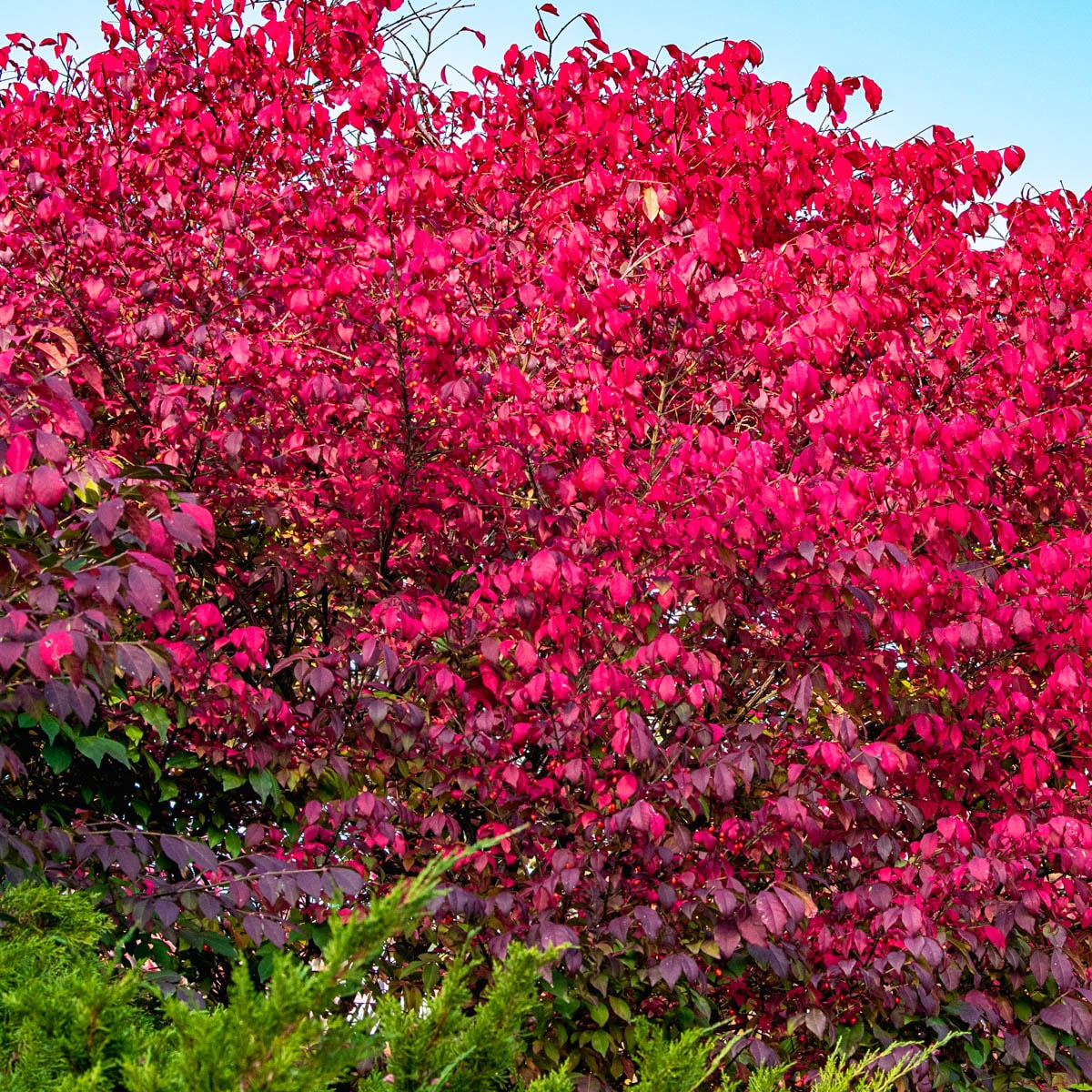 Gurney's Seed and Nursery 89489 shrubs - View #2