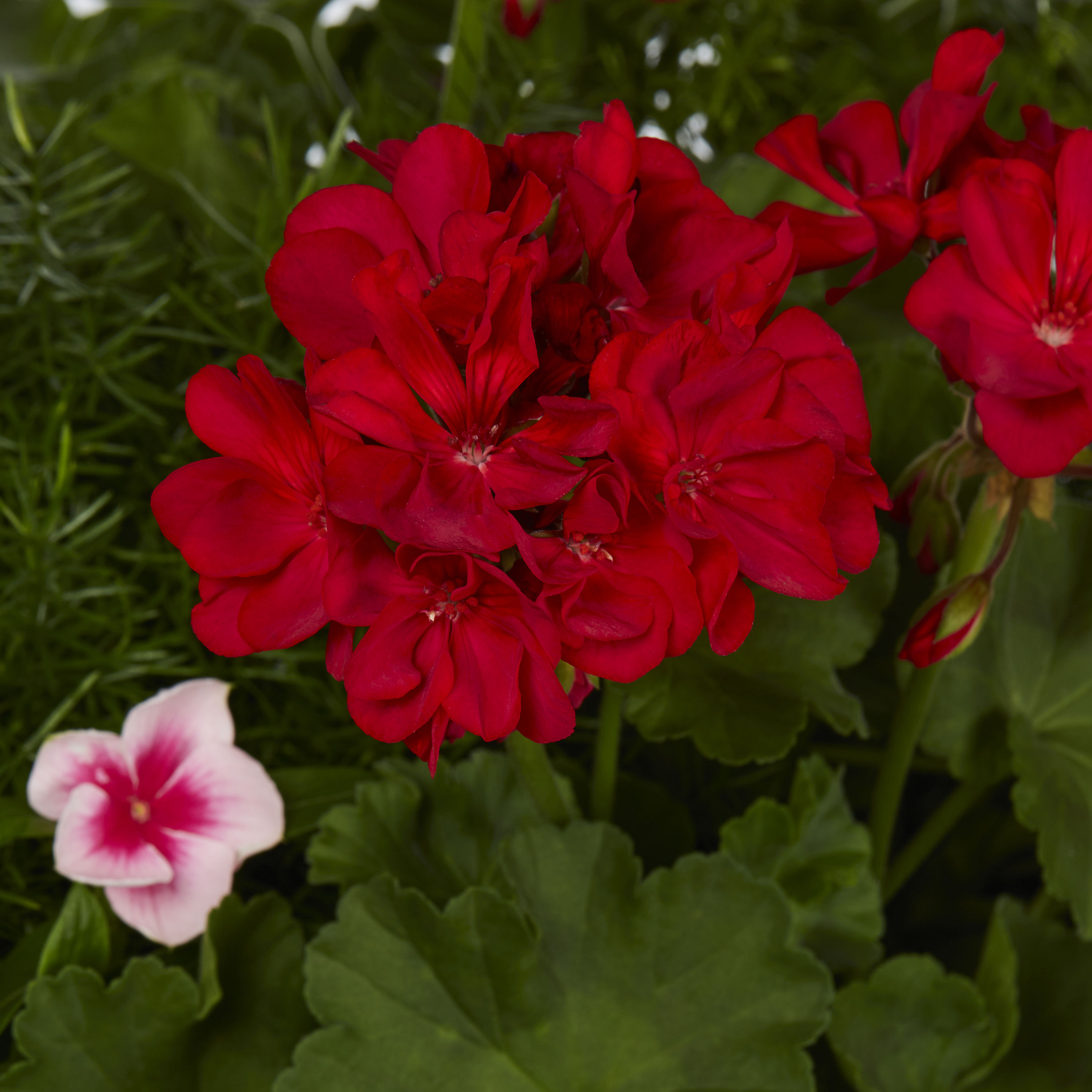 Lowe's NURSERY annuals - View #2