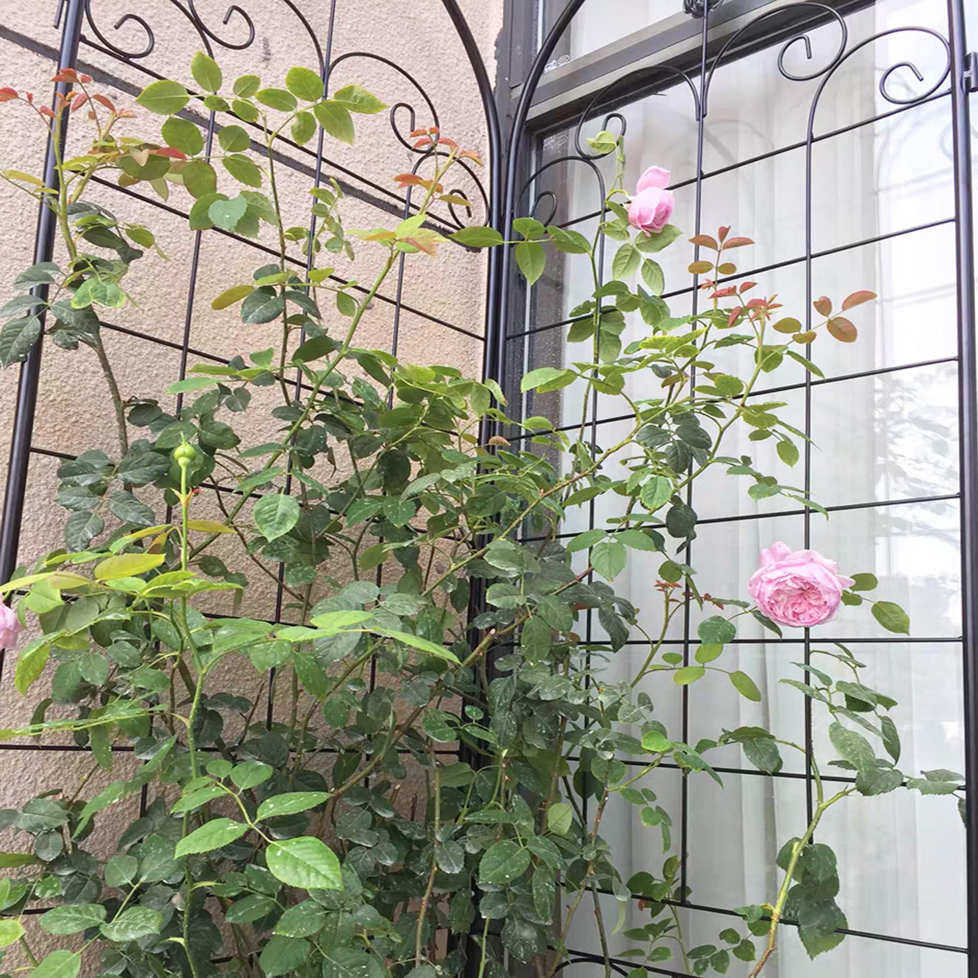 WELLFOR ORQ-297BK Garden-Trellis - View #10