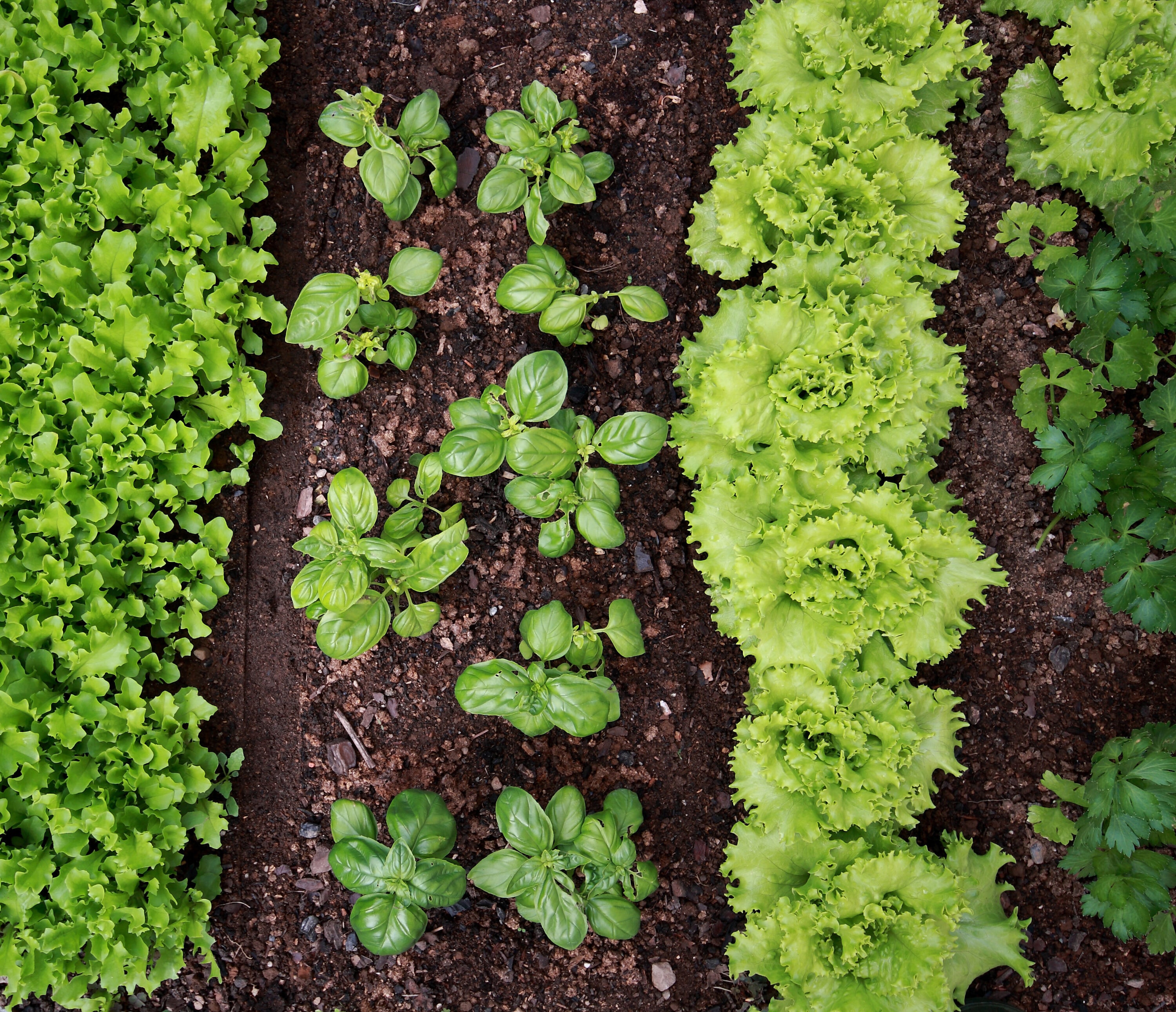  WGM03204 Soil-Conditioner - View #3