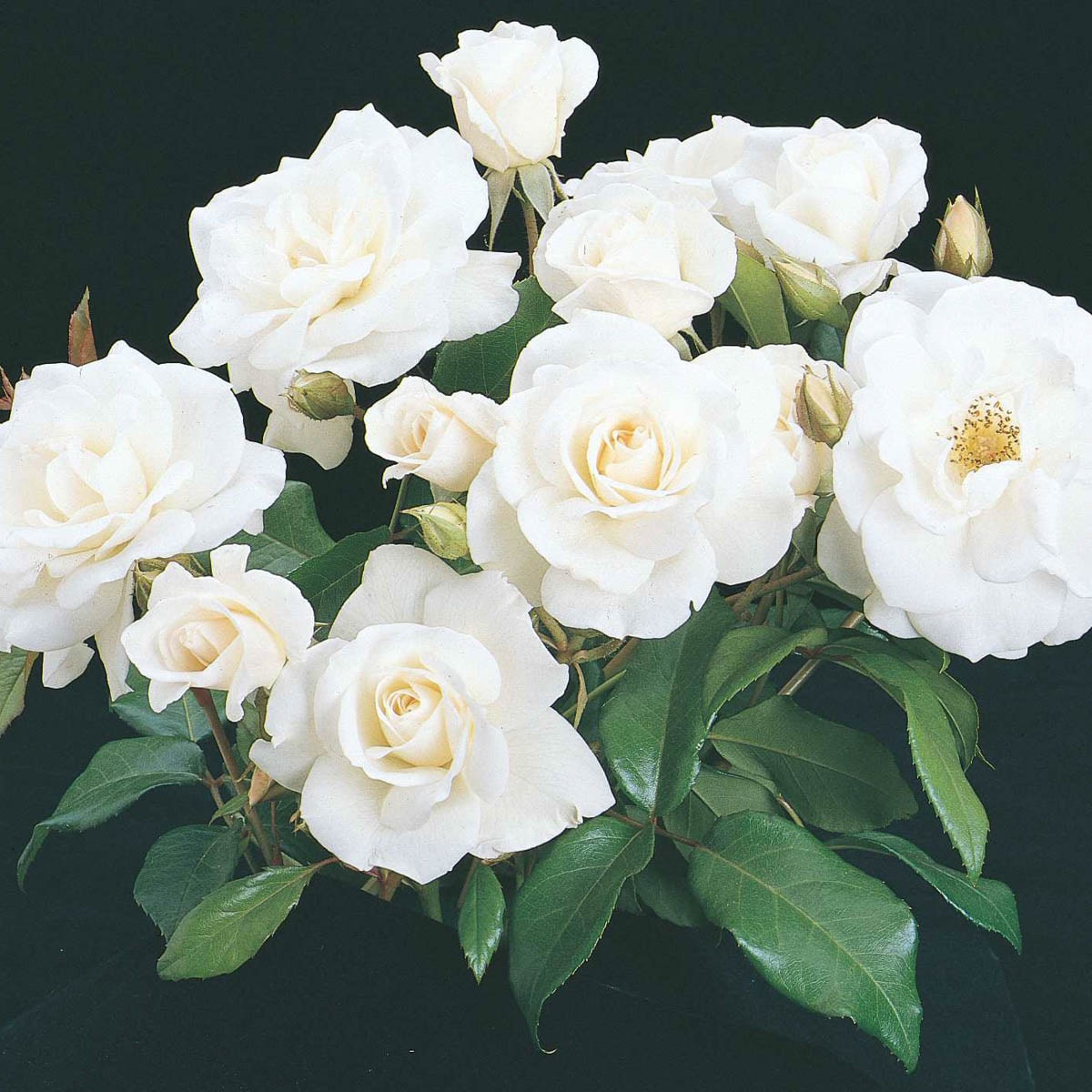 Image of Iceberg roses