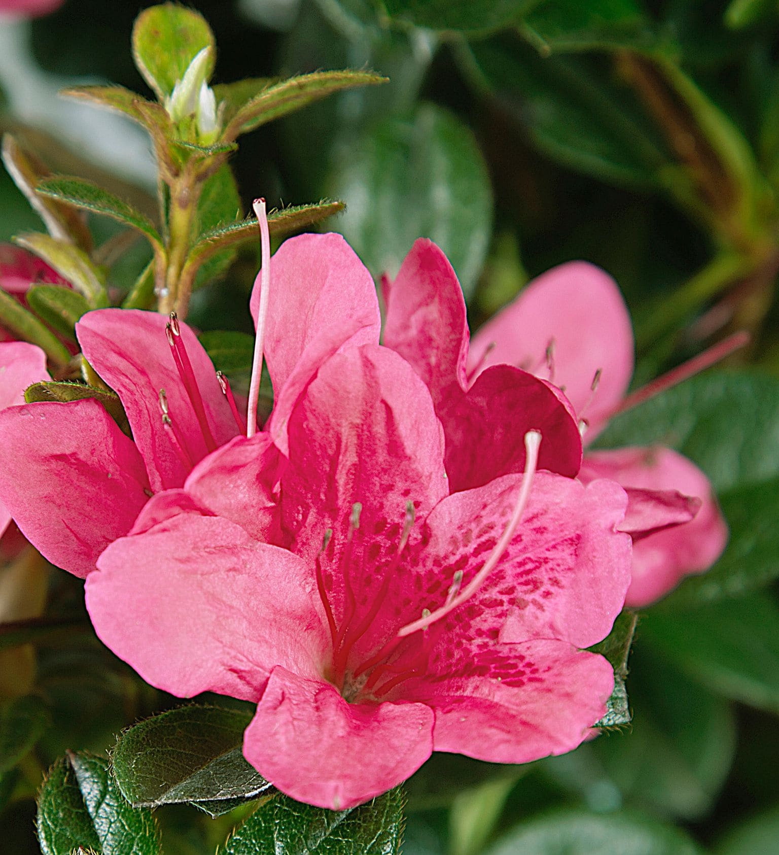 Encore Azalea 80471-1 shrubs - View #3