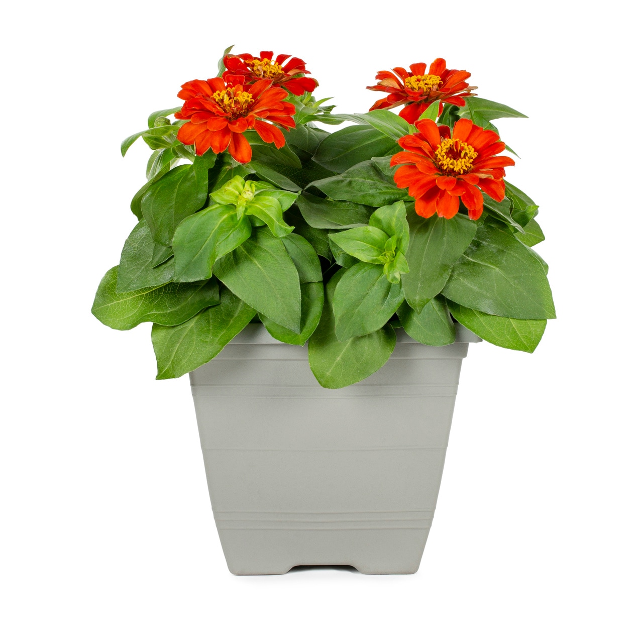 Metrolina Greenhouses 5057 Multicolor Zinnia in 1 Gallon(s) Planter 1 -Pack