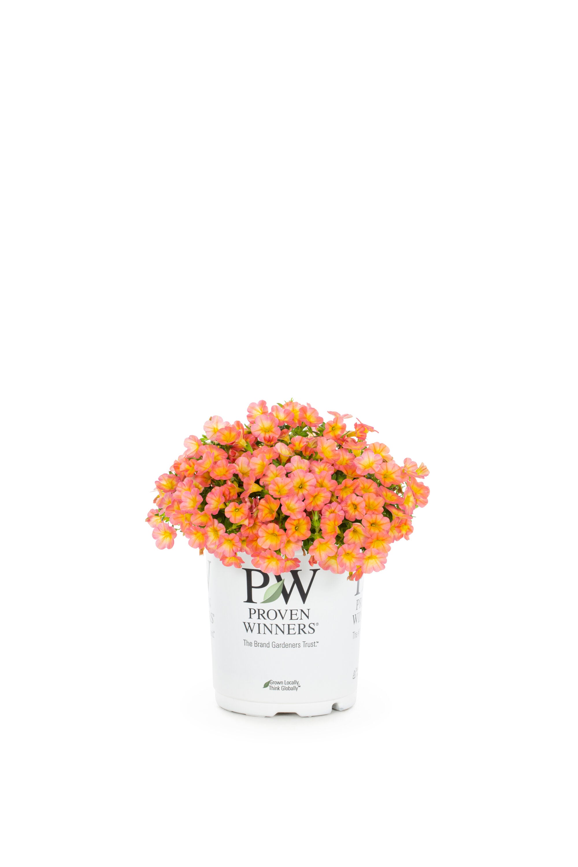 Proven Winners 4897 annuals - View #5