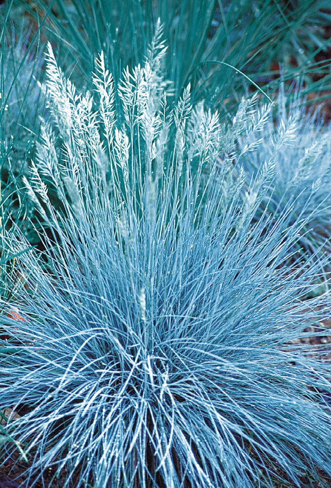 Spring Hill Nurseries 80438 Ornamental-Grasses - View #3
