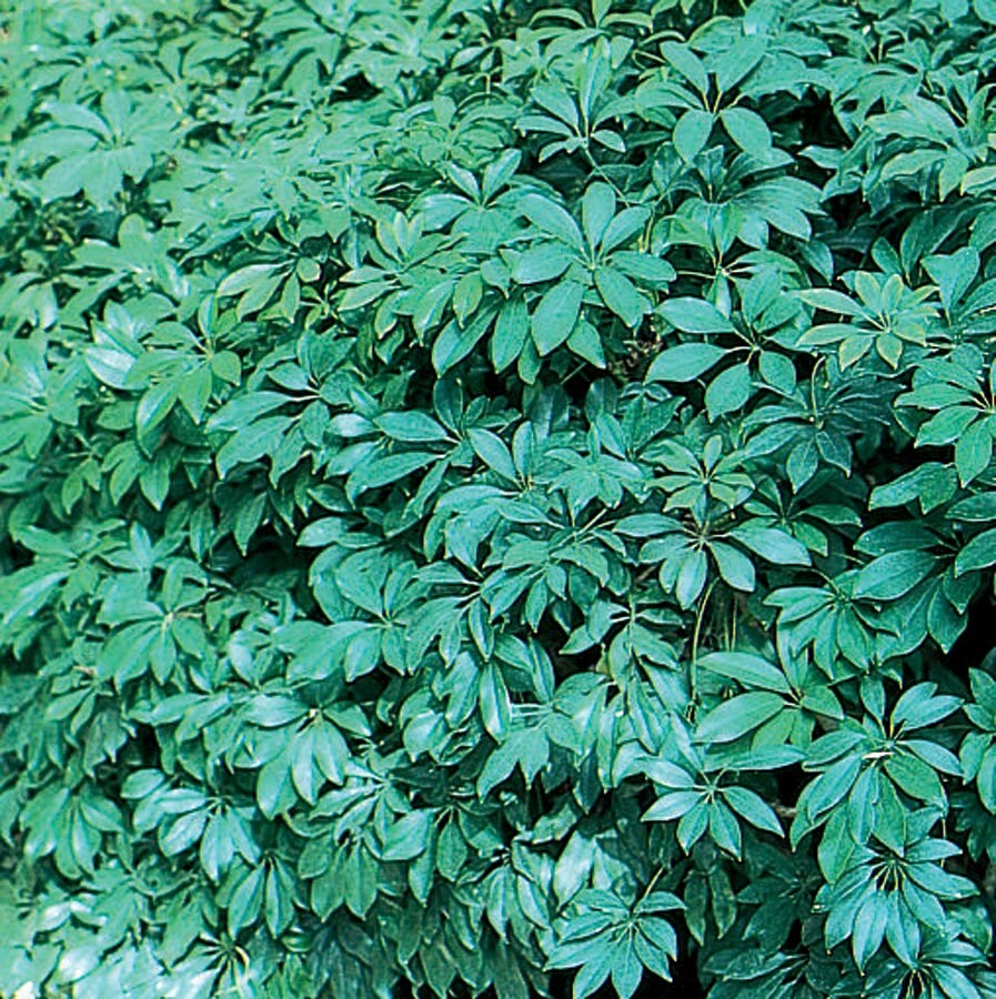 Lowe's NURSERY Schefflera Shrub in with Yellow Blooms