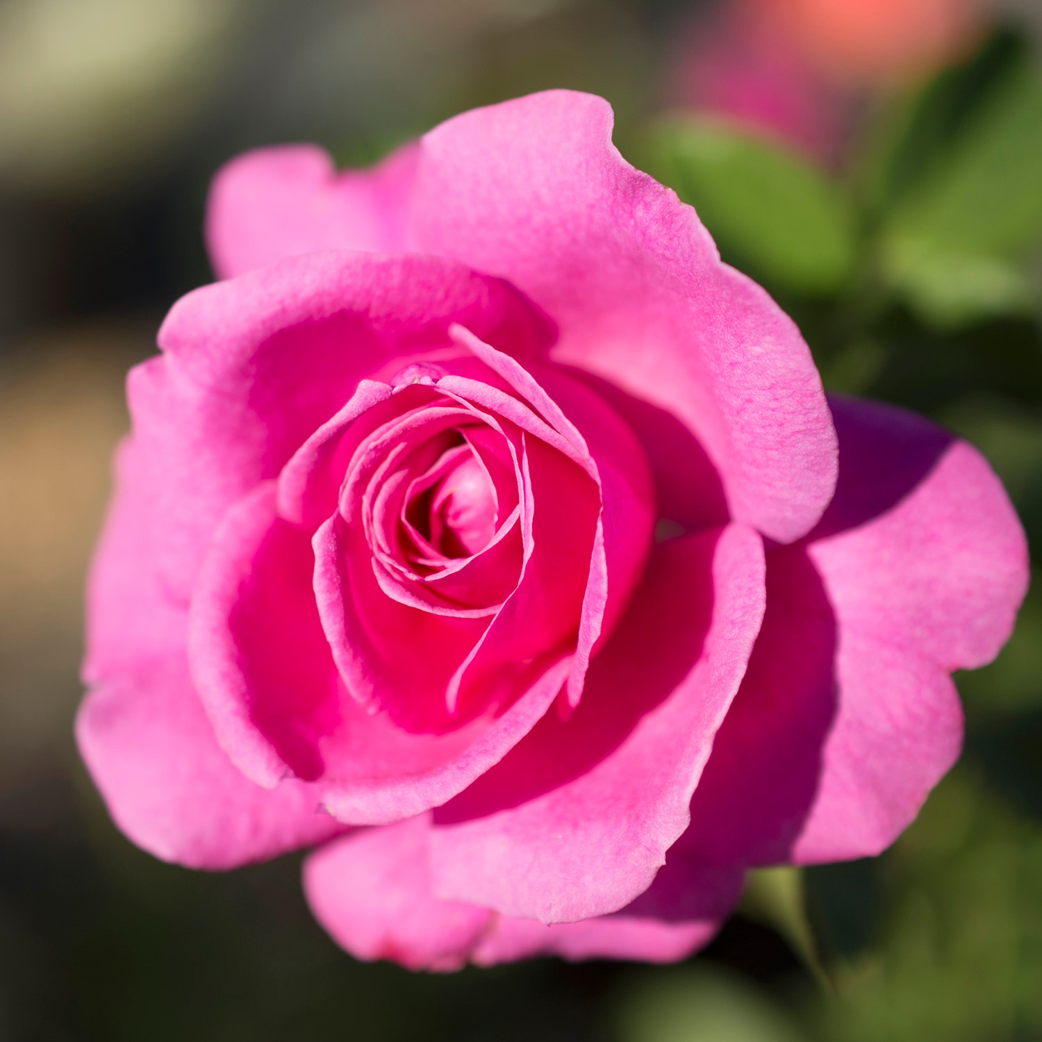 Altman Plants 0872515 roses - View #10
