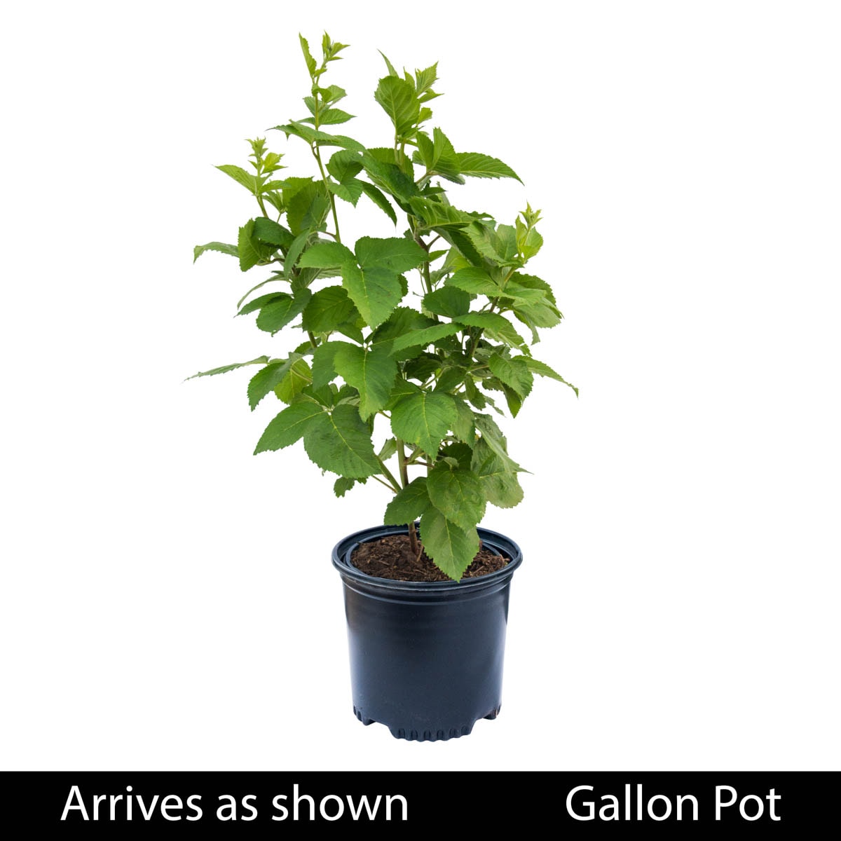 Gurney's Seed and Nursery Raspberry Plant Pot Blooms in Spring in the ...