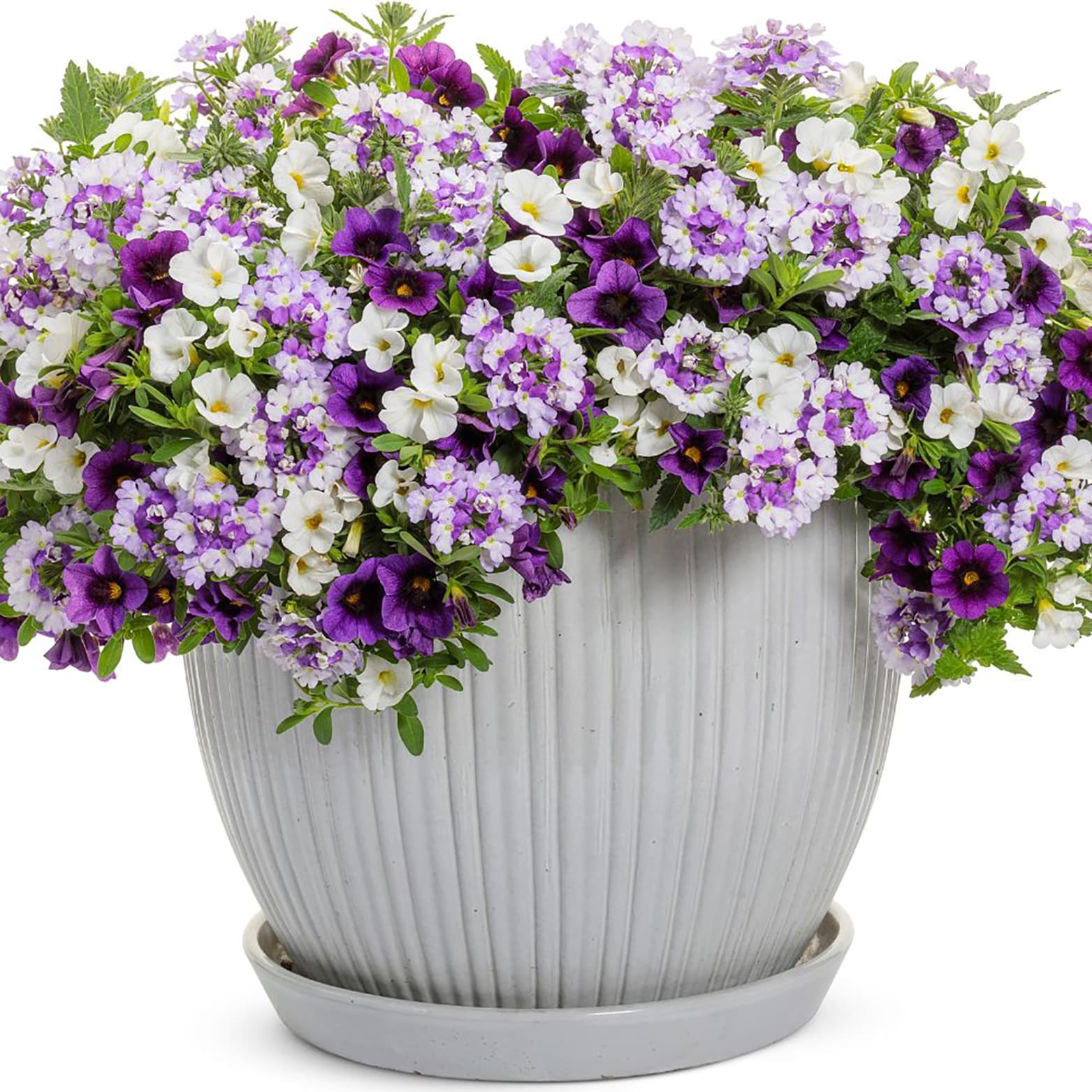 Proven Winners White Superbells White (Calibrachoa) in 4.25-in Pot 4 ...