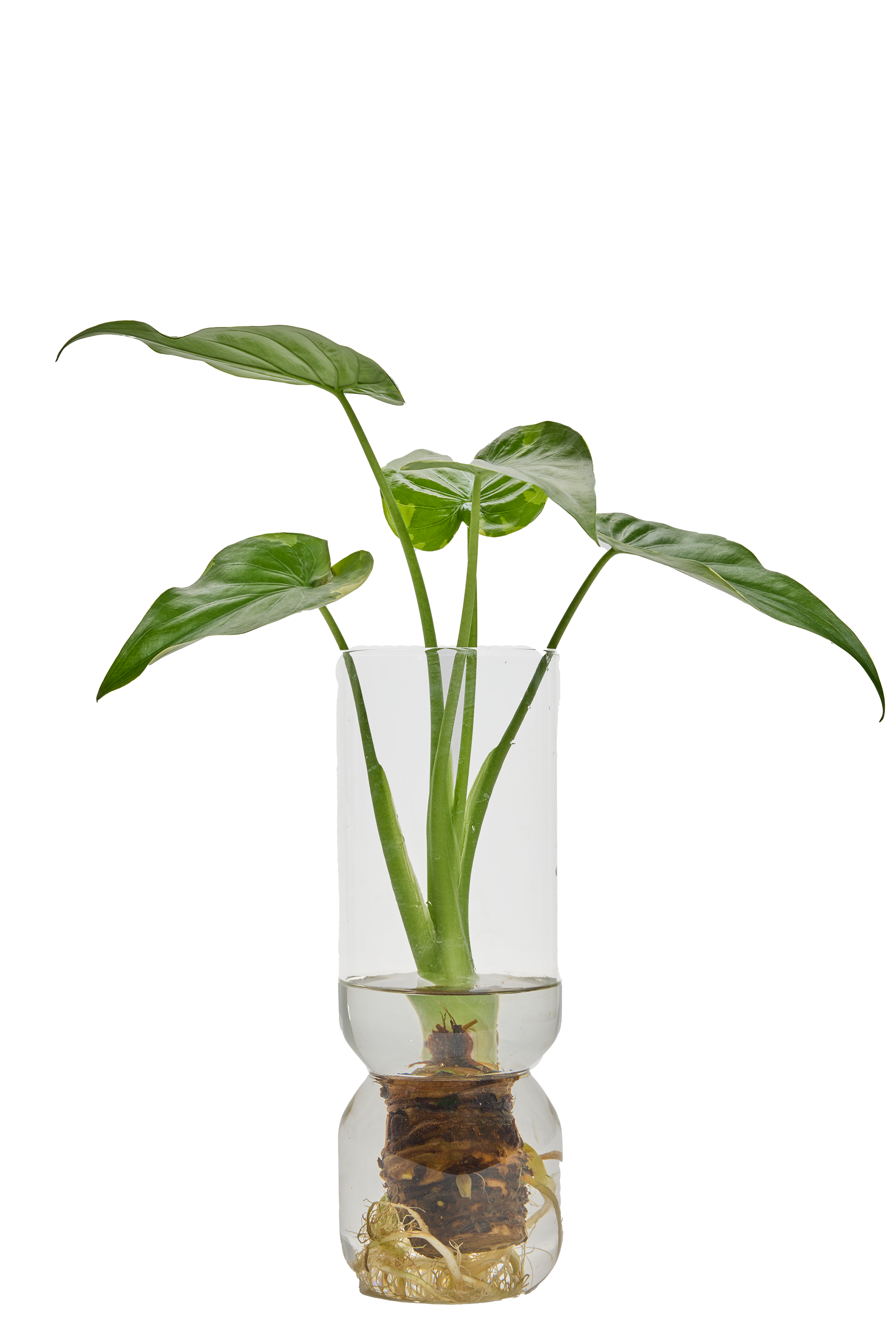 LiveTrends ASB07883 Perrie House plant in 1 -Pack Pot 1 -Pack