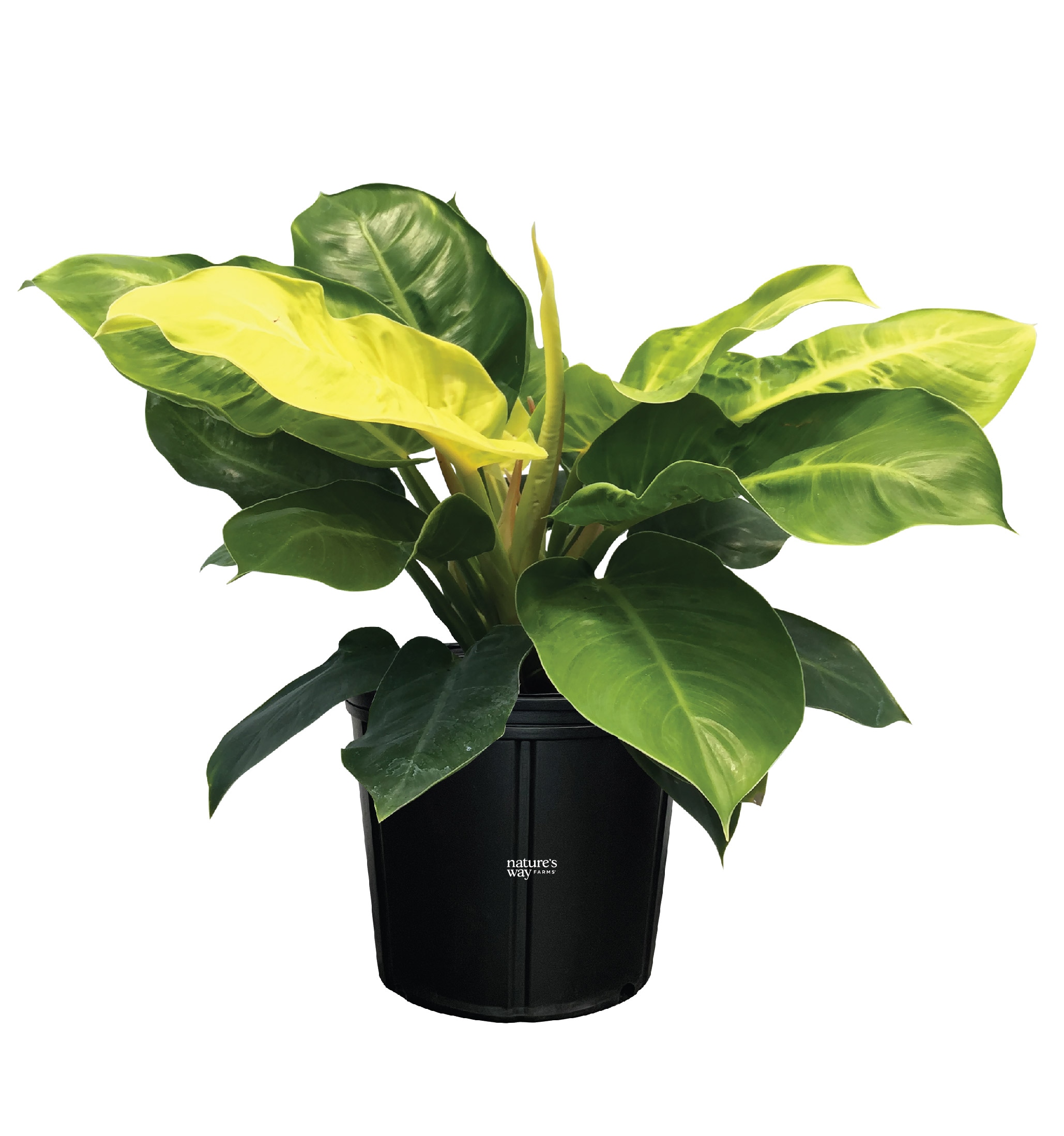  5637 White Moonlight Philodendron House plant in 10 Inch(es) Pot 1 -Pack