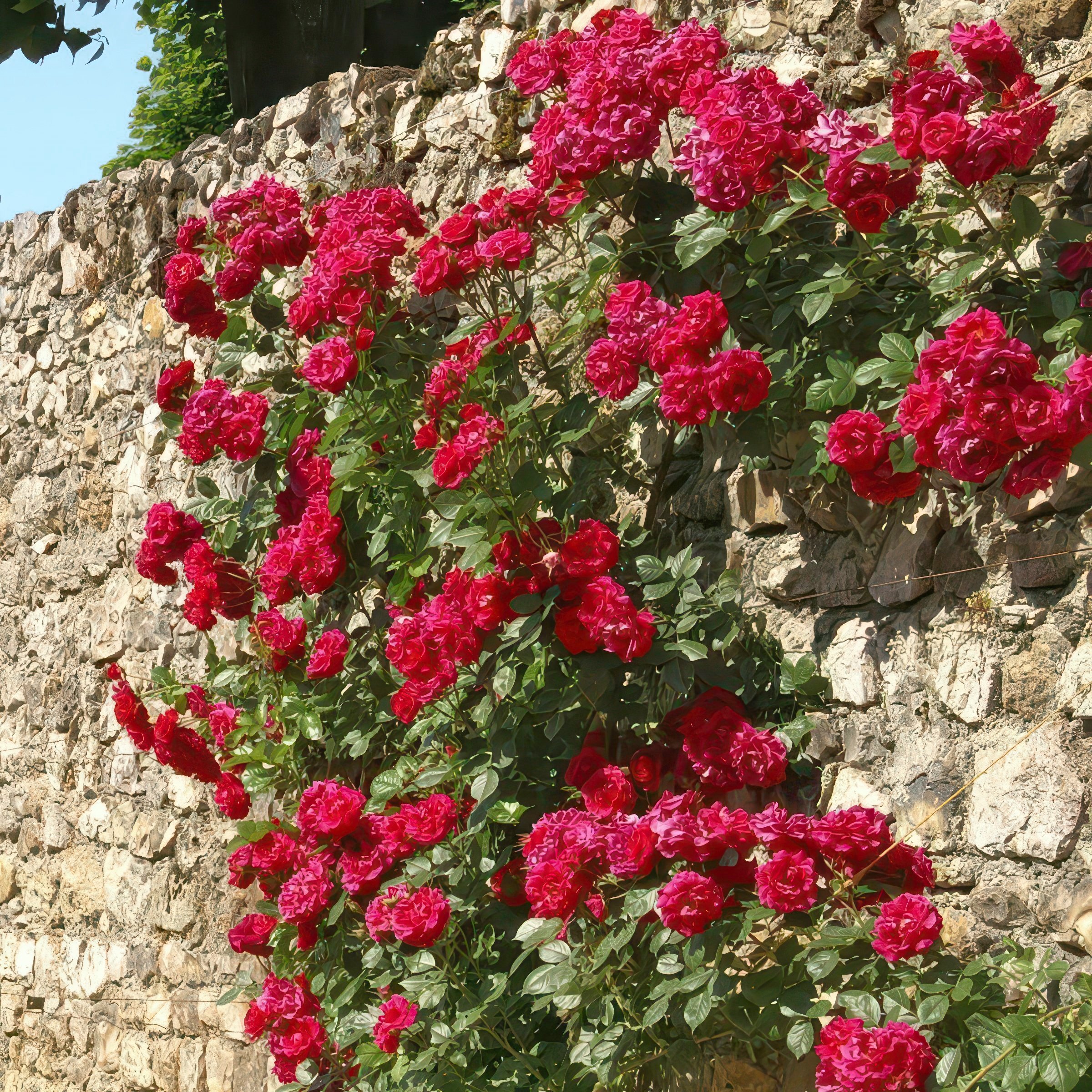 National Plant Network LW1431A roses - View #9