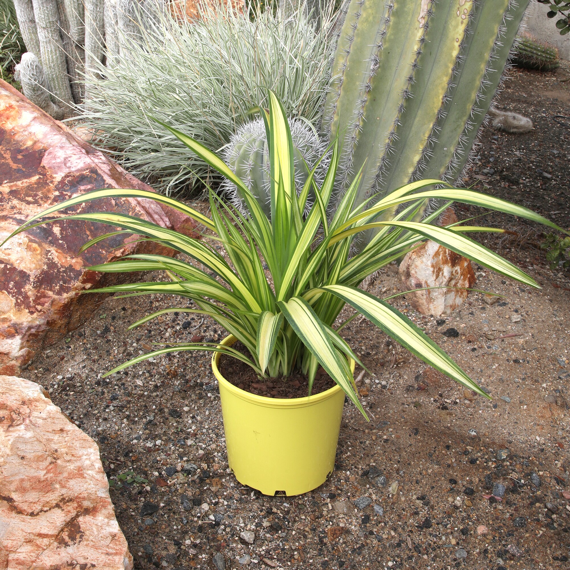 Altman Plants 0873131 perennials - View #2