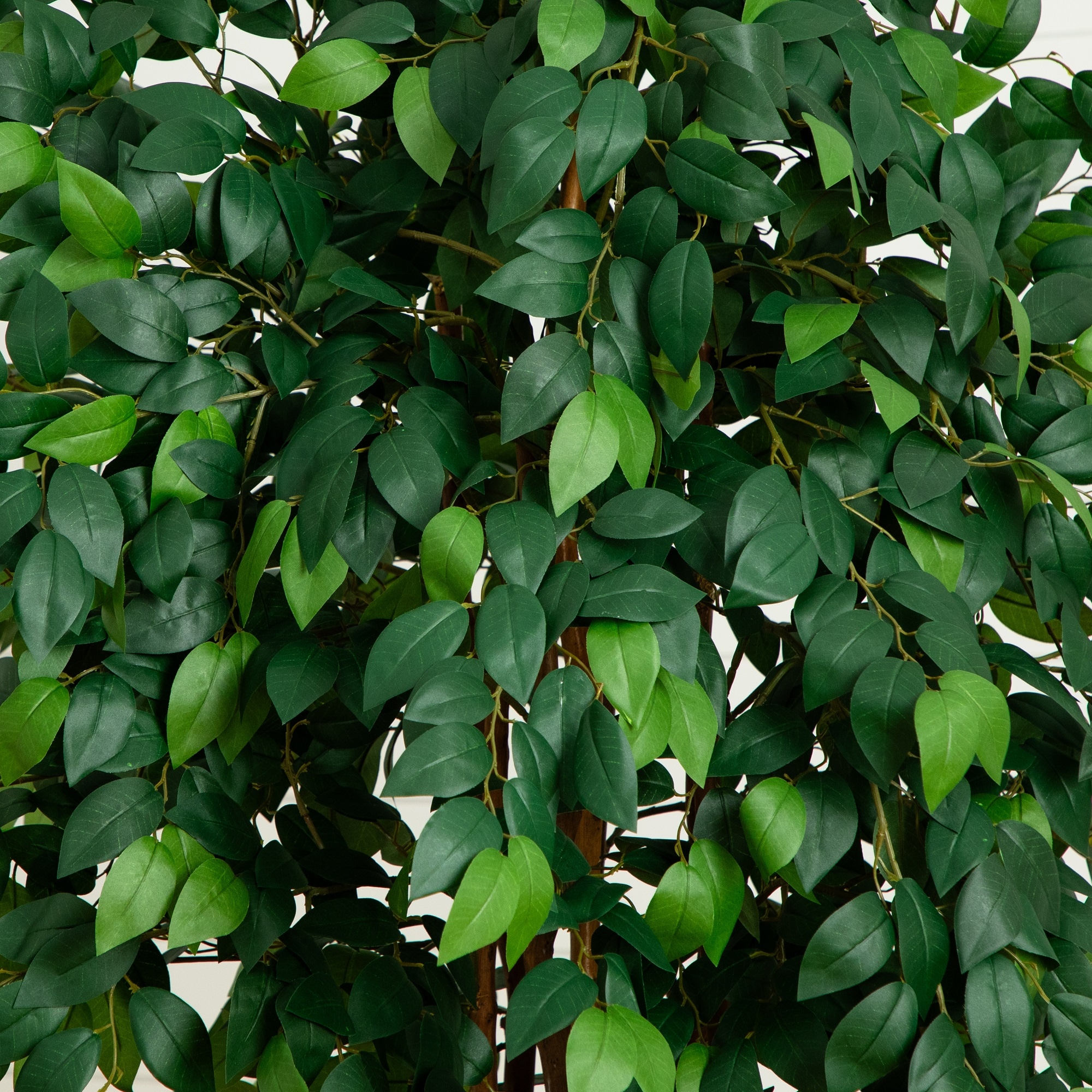 Majestic 7ft Tall Sakaki Silk Tree for Outdoor and Indoor Decor