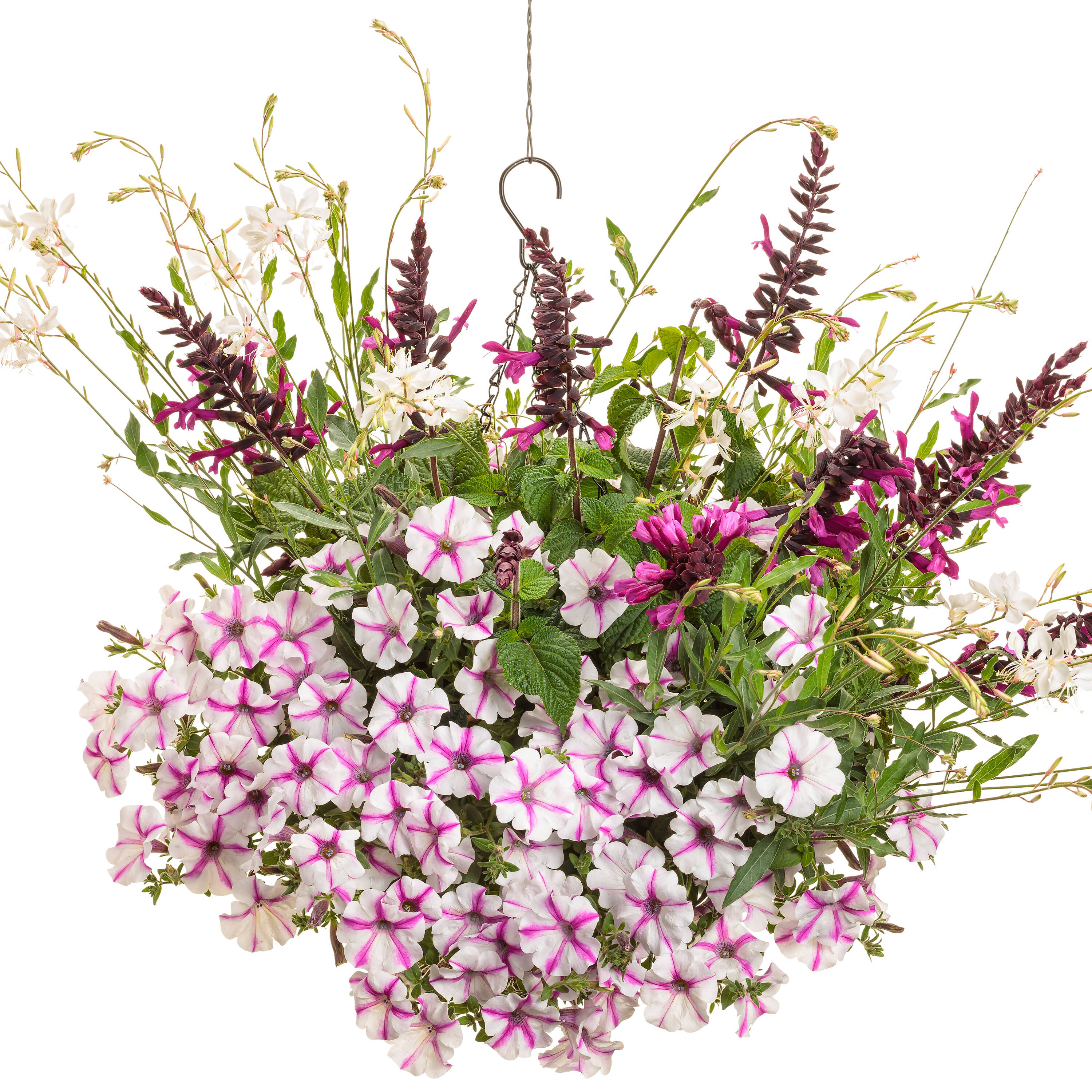 Proven Winners SUPPRW1487504 annuals - View #4