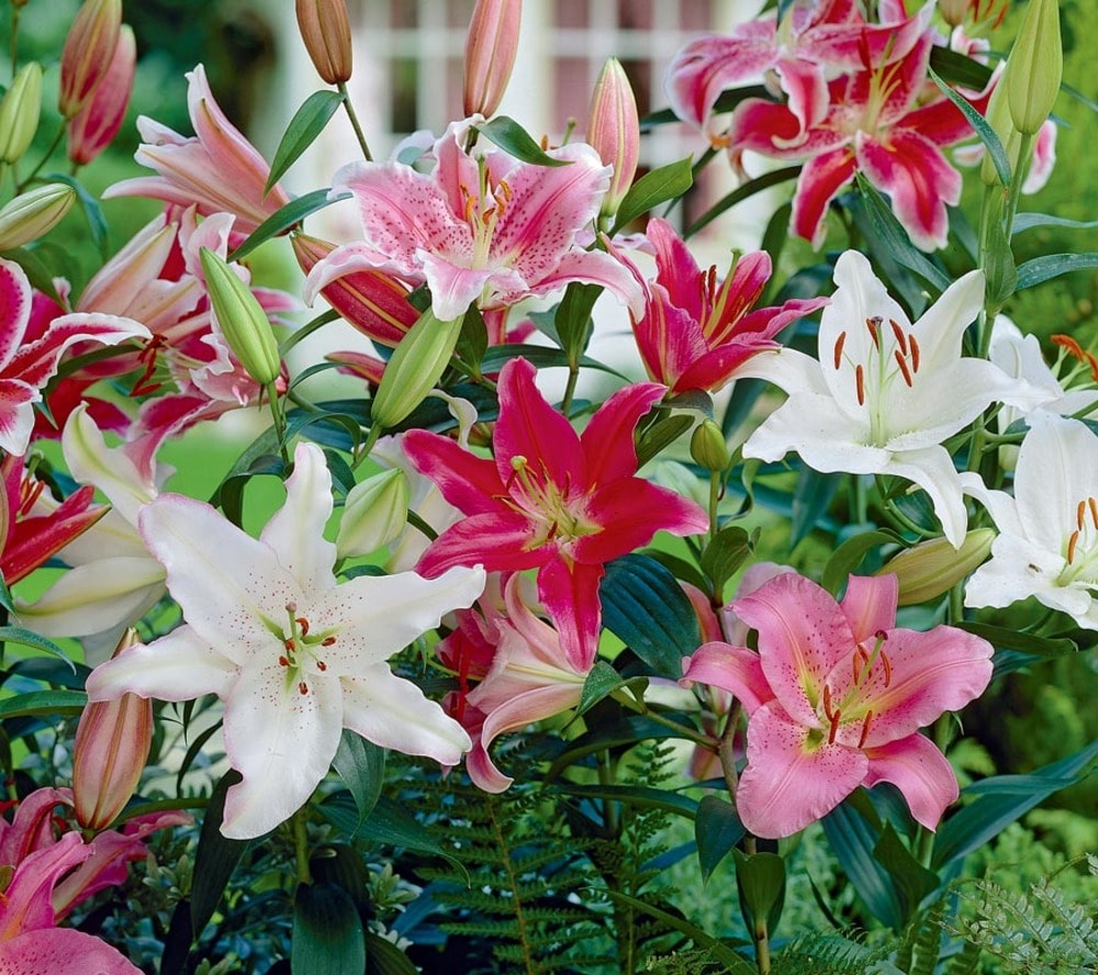 Lowe's NURSERY Multicolor Oriental Lily Plant in 1 -Gallon Pot