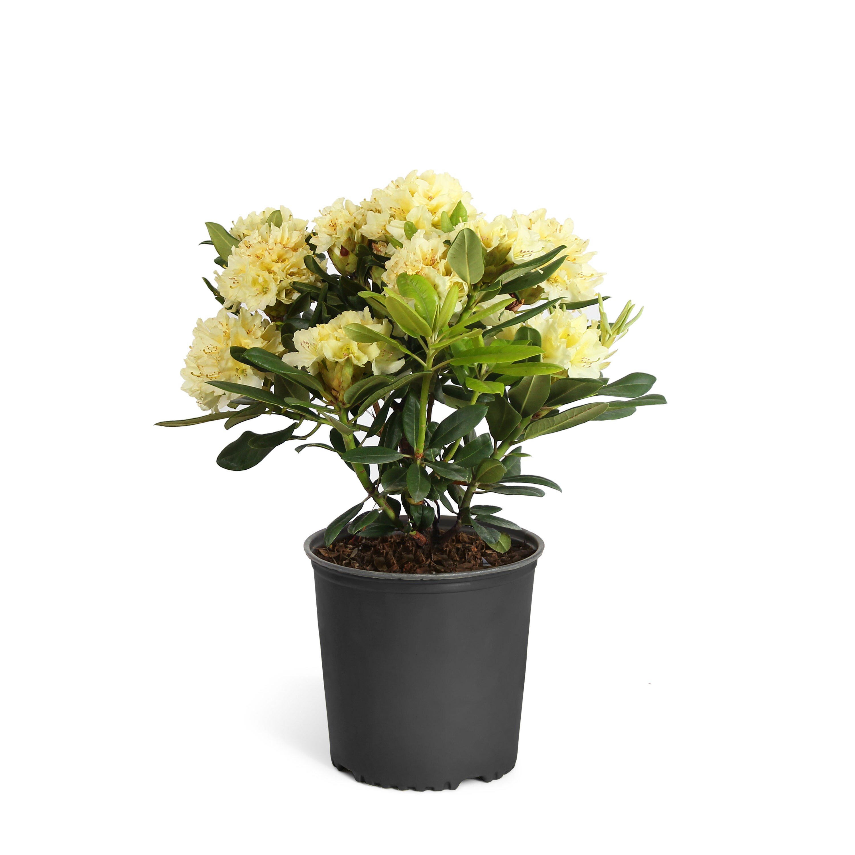 Brighter Blooms RHO-YEL3 Yellow Rhododendron Flowering Shrub in 1-Gallon Pot