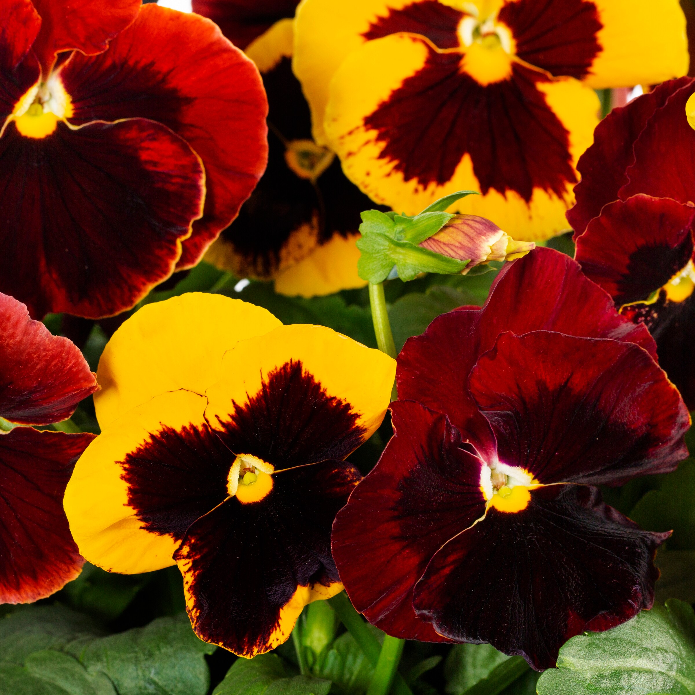  NURSERY annuals - View #2