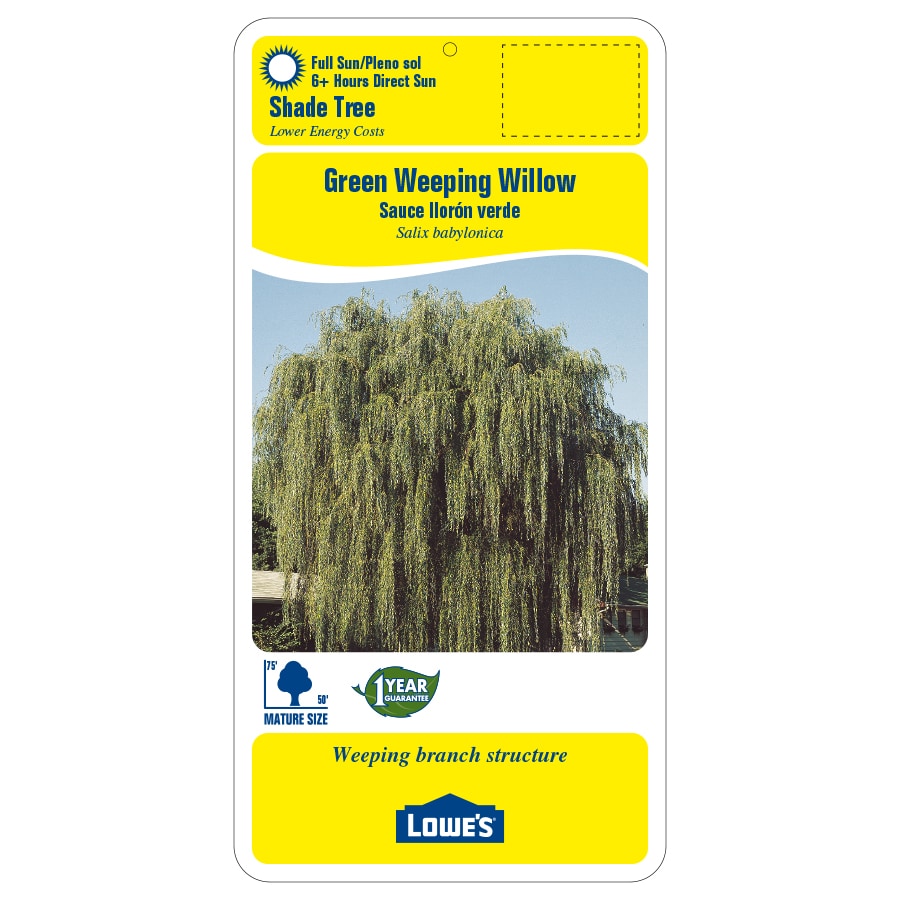 Lowe's NURSERY trees - View #2