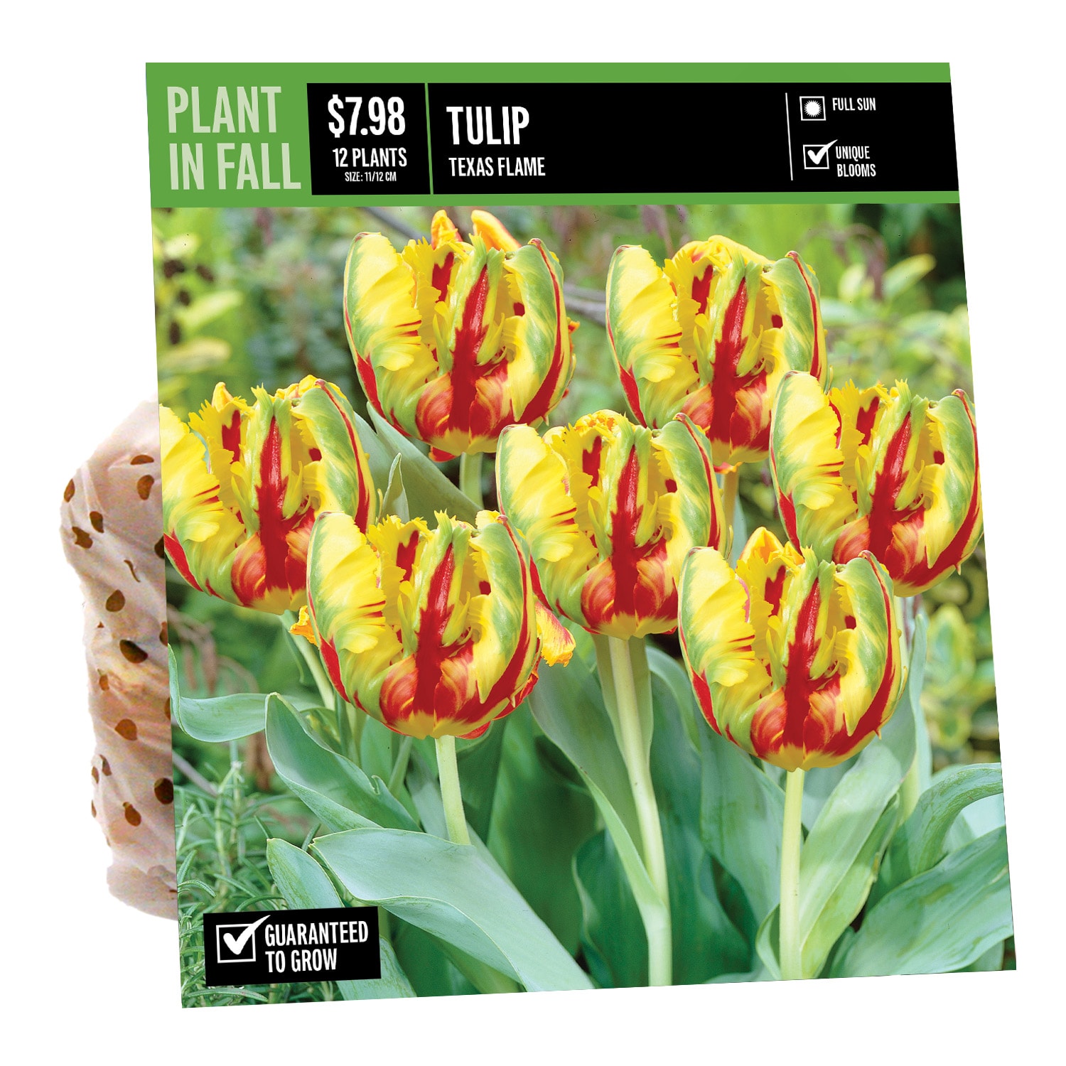  NURSERY TULIP TEXAS FLAME PBS