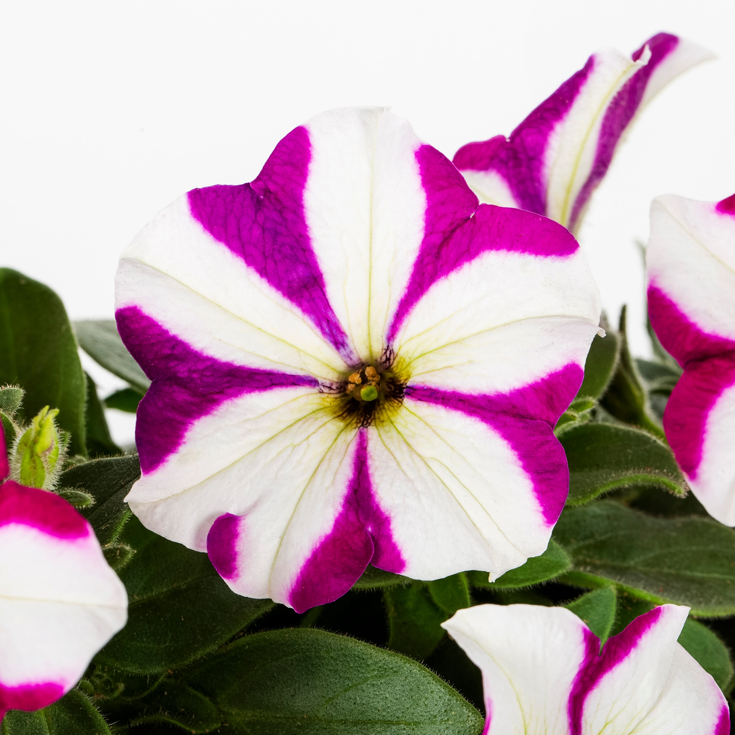 Lowe's NURSERY annuals - View #6