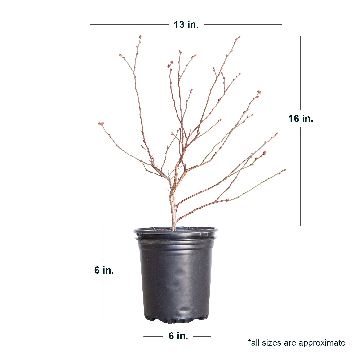 Flowerwood 5645Q-1 shrubs - View #4