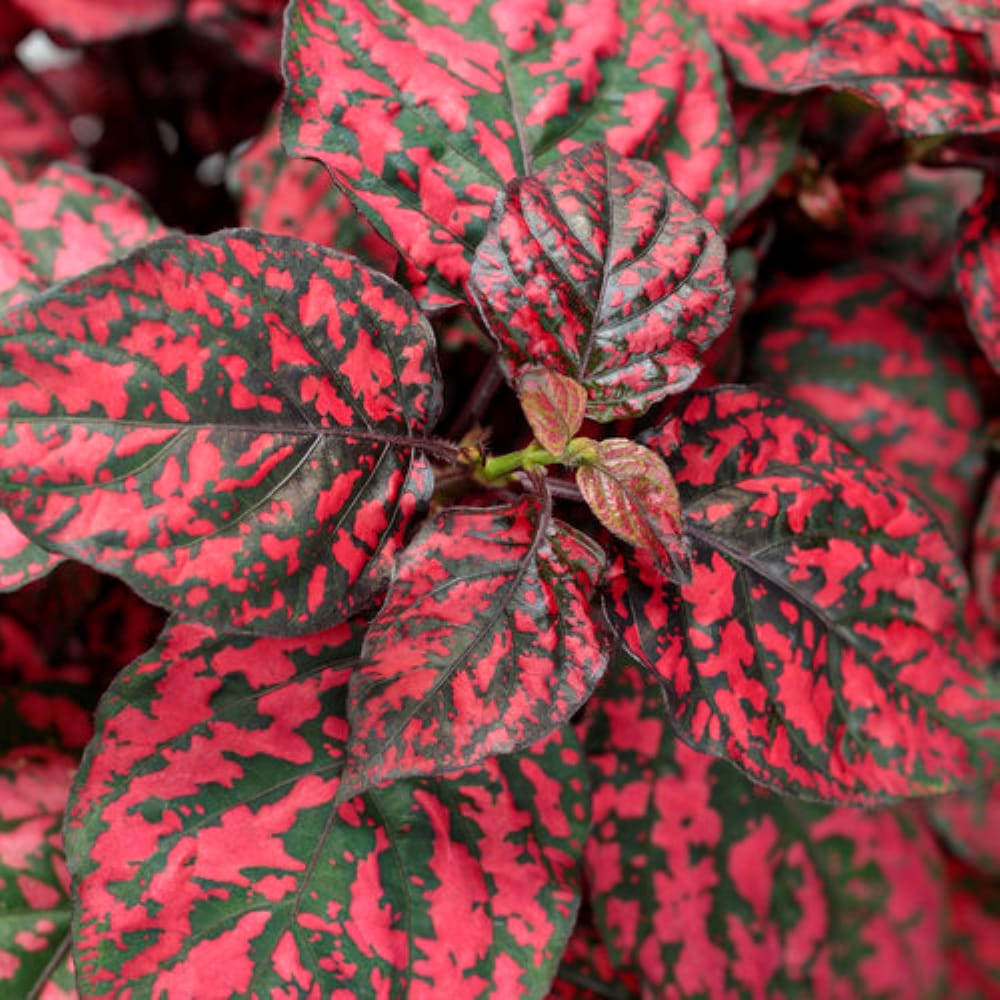 Lowe's NURSERY annuals - View #2