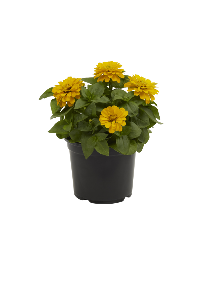 Metrolina Greenhouses 5117 annuals - View #4