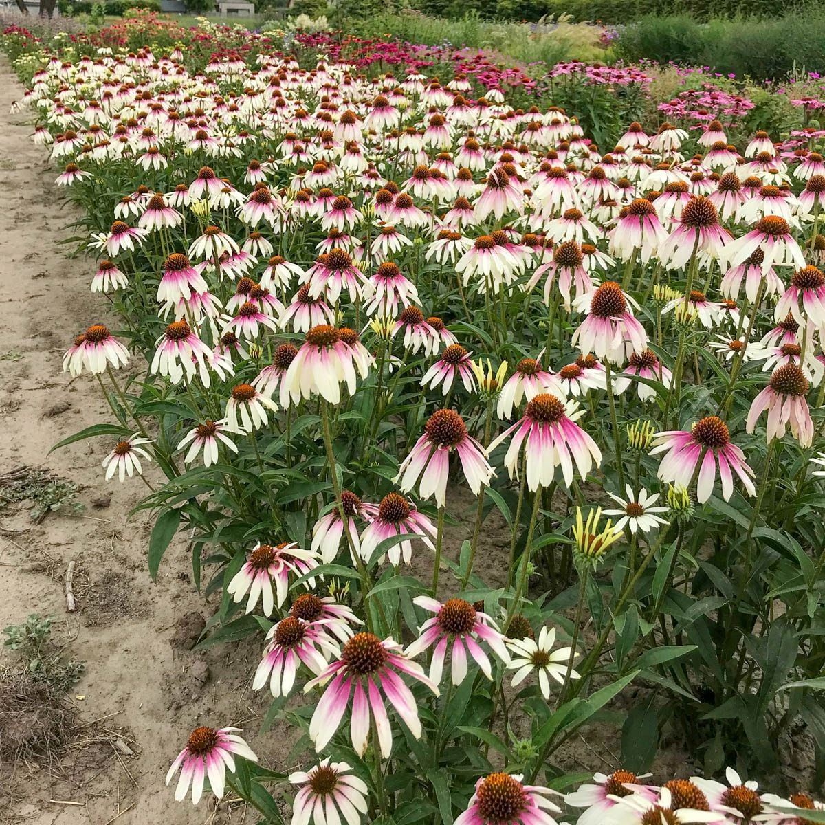 Direct Gardening 78126 perennials - View #3